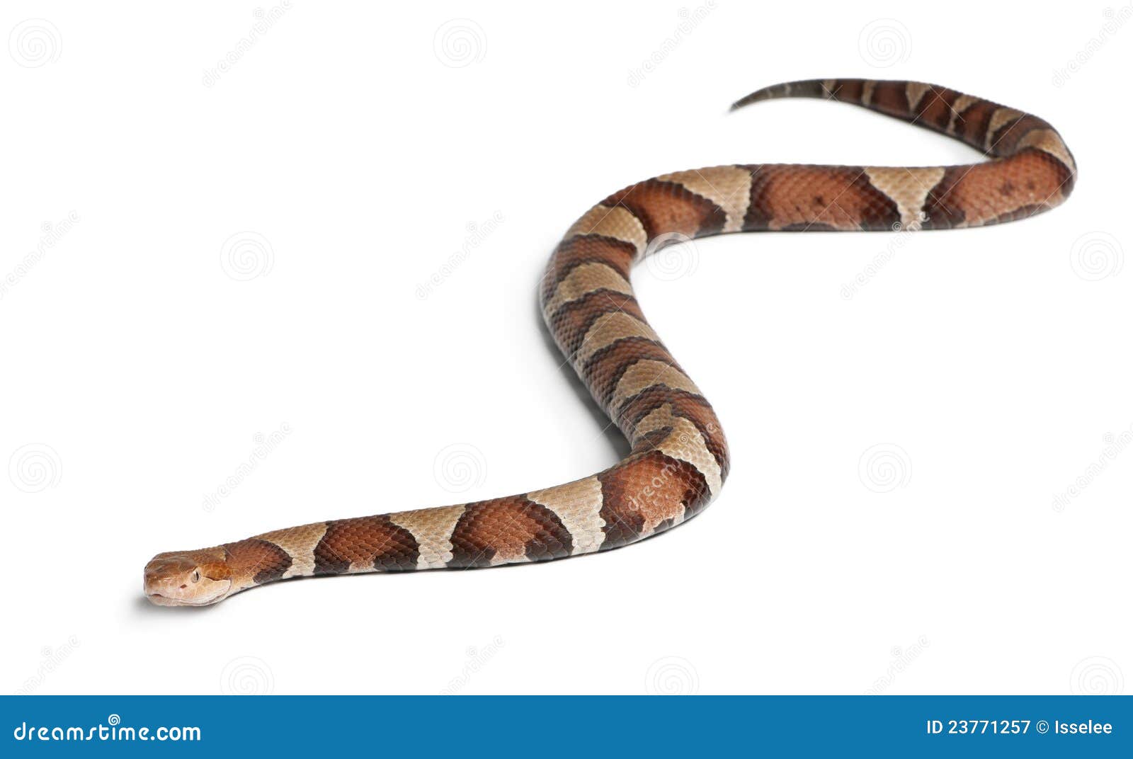 Serpiente De Copperhead O Mocasín De La Montaña Imagen de archivo