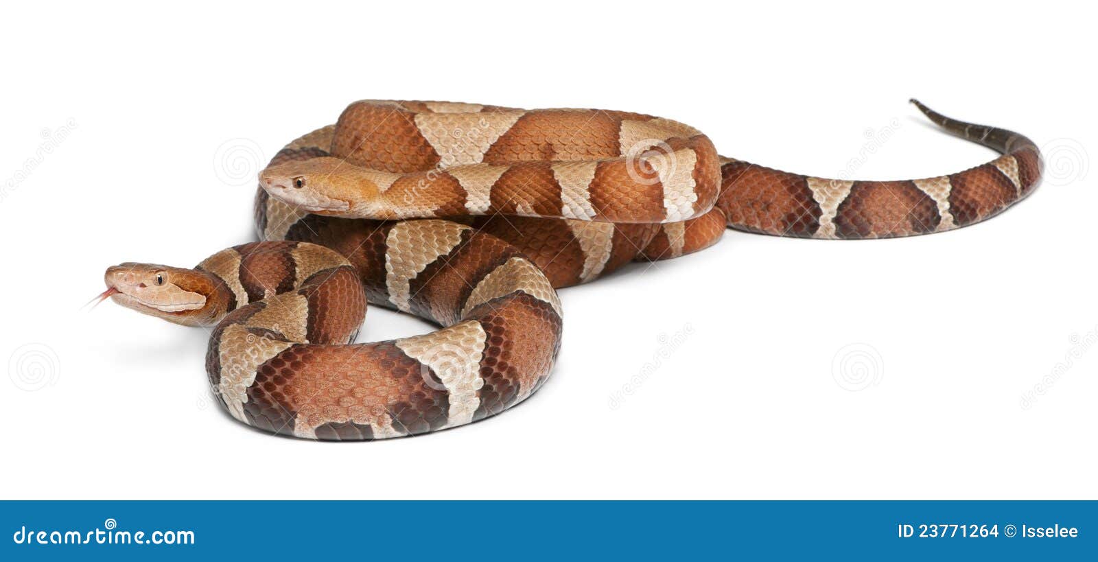 Serpiente De Copperhead O Mocasín De La Montaña Foto de archivo