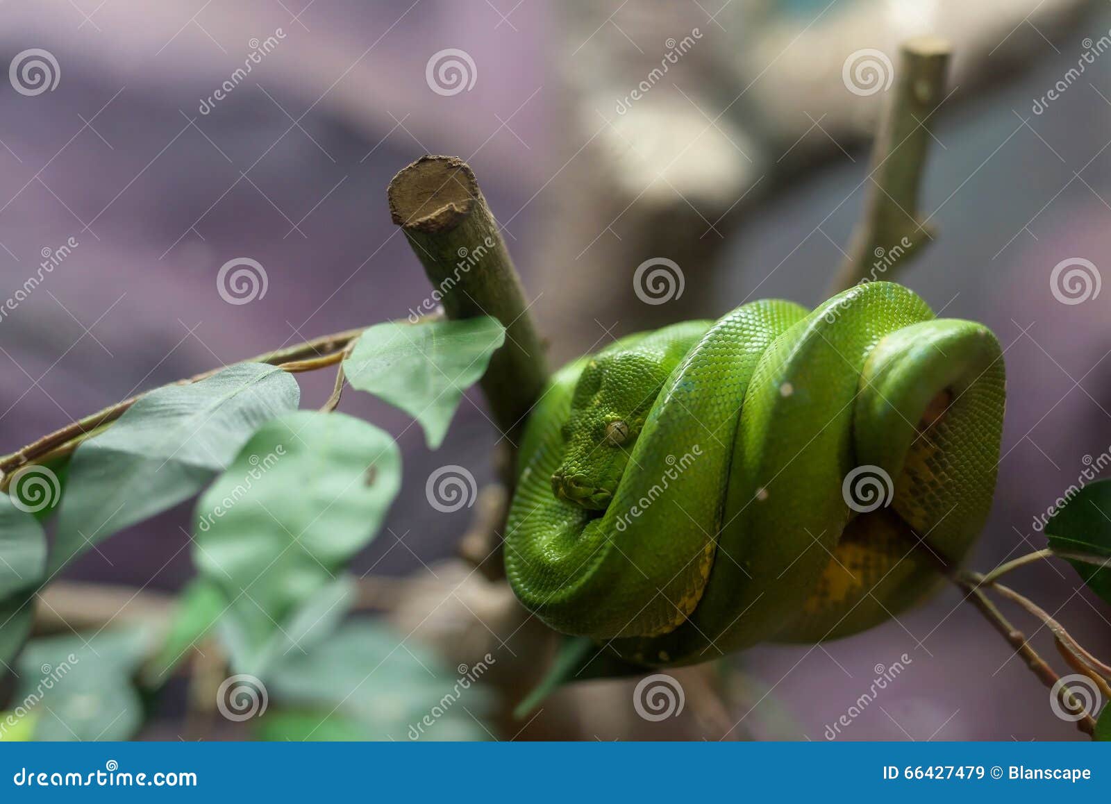 Serpiente de Emerald Tree Boa en la rama de árbol