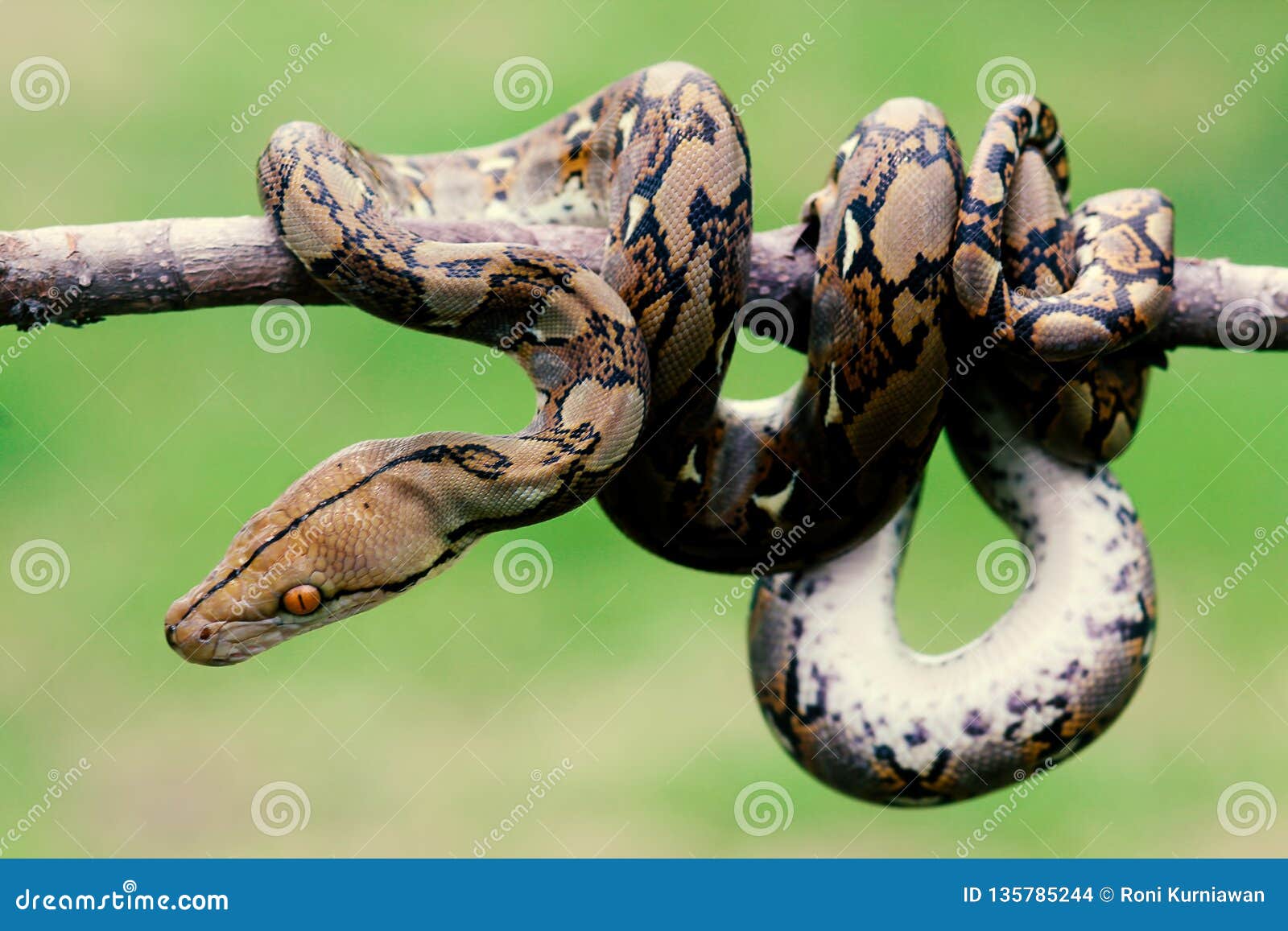 Serpientes, Pitones Del Batik En Ramas De árbol Foto de archivo