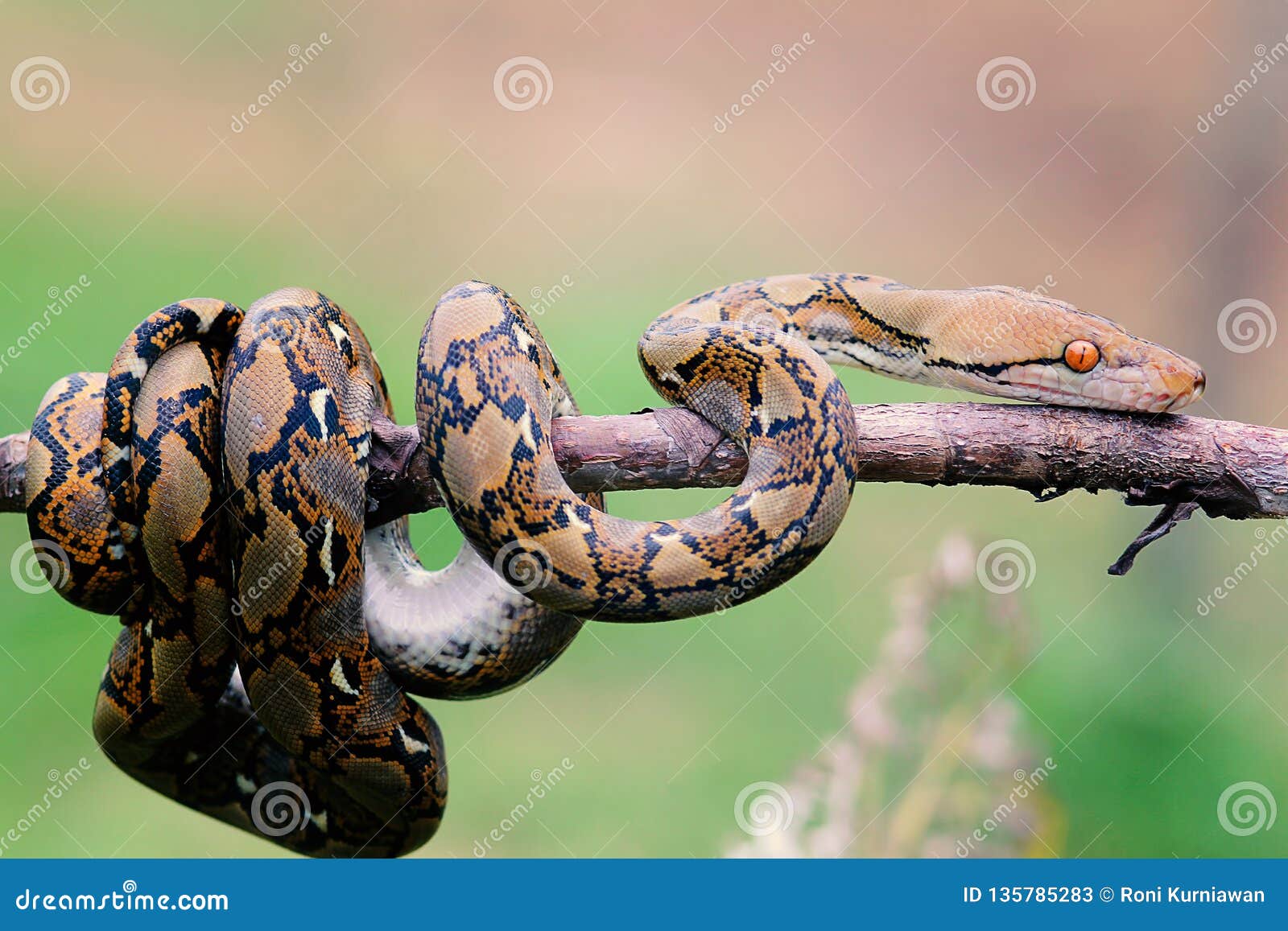 Serpientes, Pitones Del Batik En Ramas De árbol Imagen de archivo
