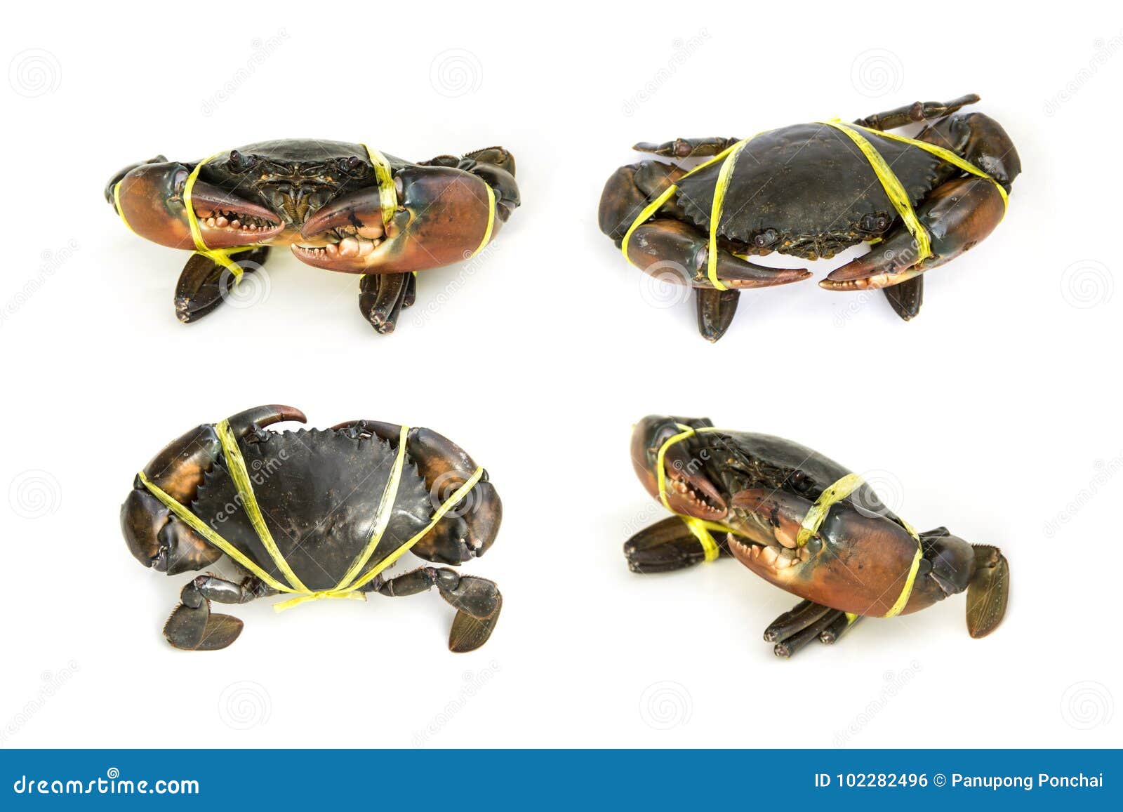 Serratamannetje van Scylla van de modderkrab. De vastgestelde Live Mud Crab Scylla-serrata mannelijke grote klauwen werden gebonden met strokabel van markt Grondstoffen hoofdingrediënten in het koken Geïsoleerdj op witte achtergrond