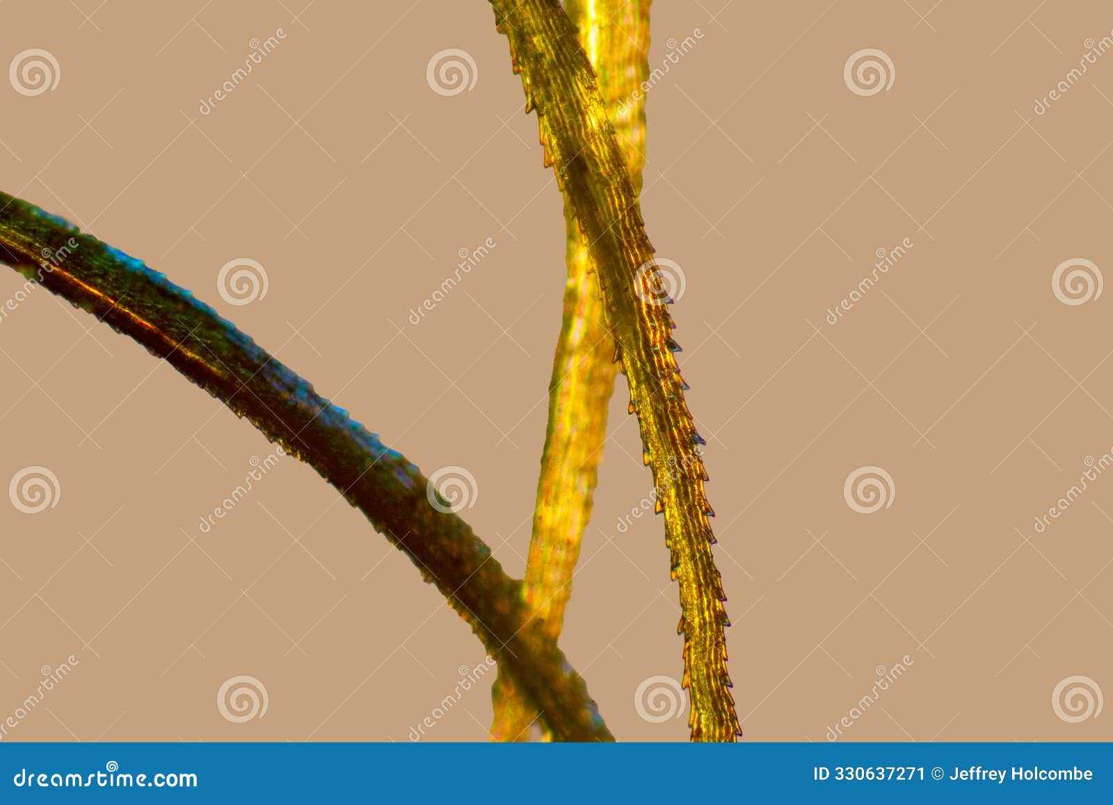 serrate leaf tips of a broom moss, with polarization