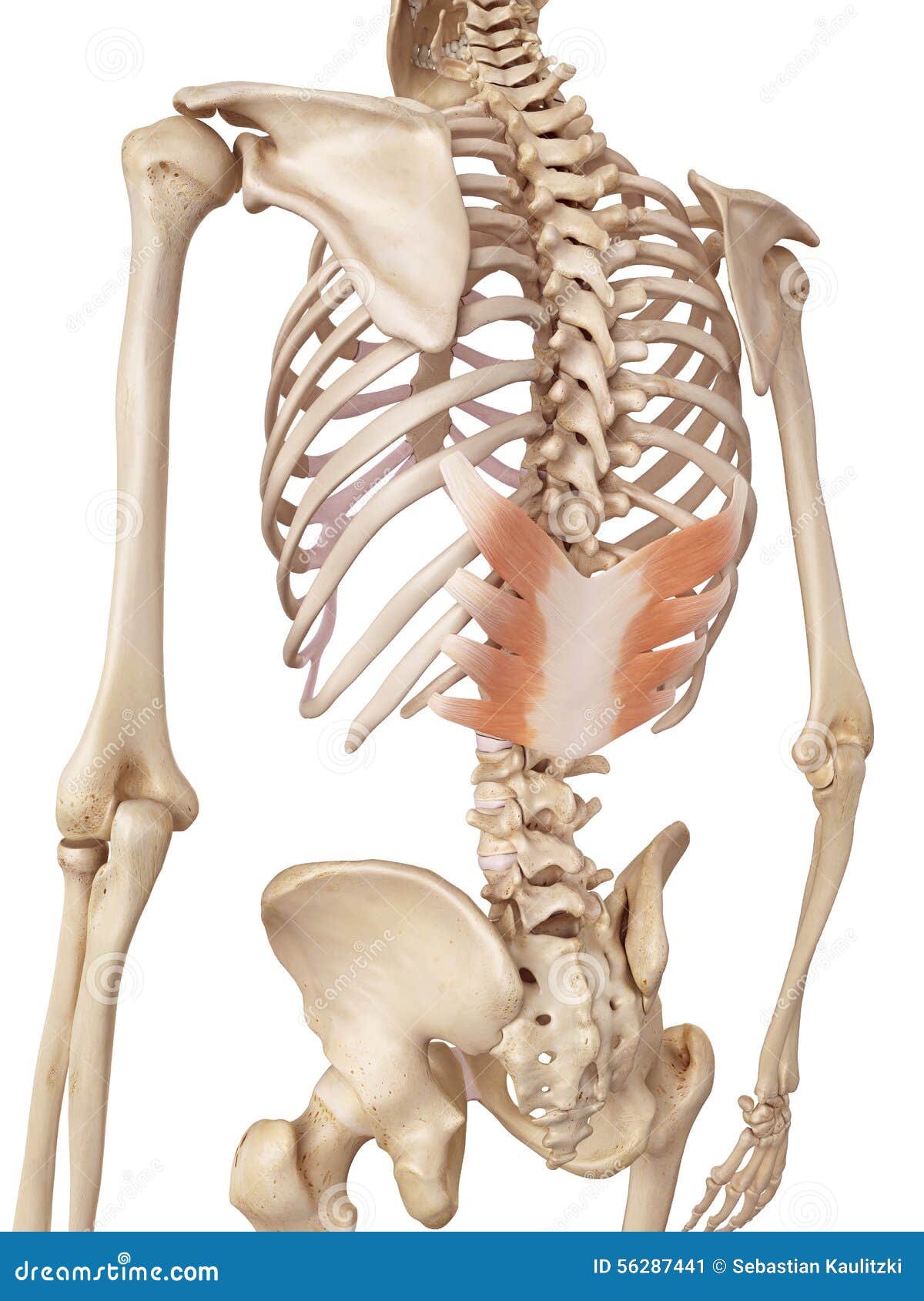 the serratus posterior inferior