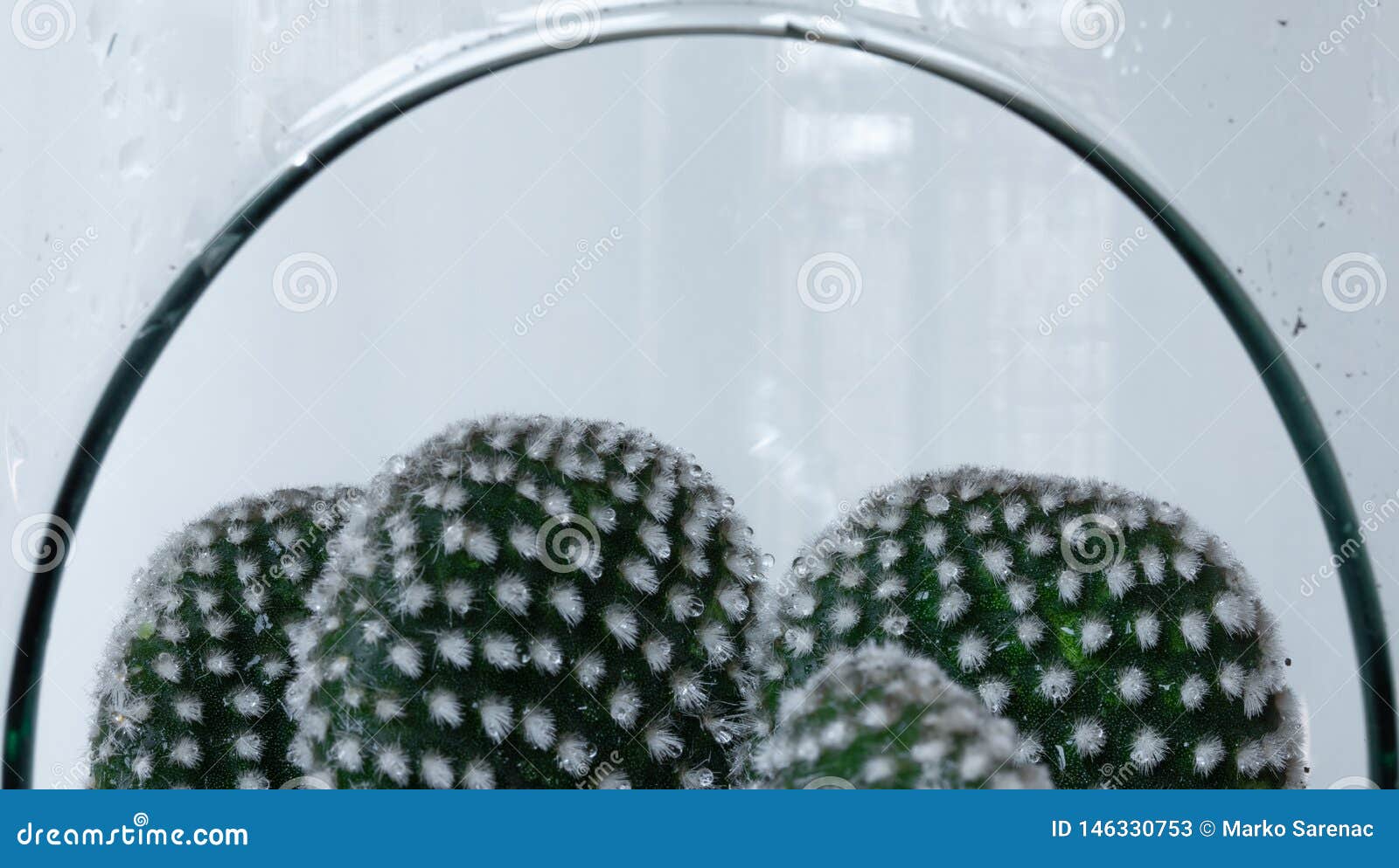 Serre Cactus Glas Tuin Nave Watering Deco Stock Afbeelding ...