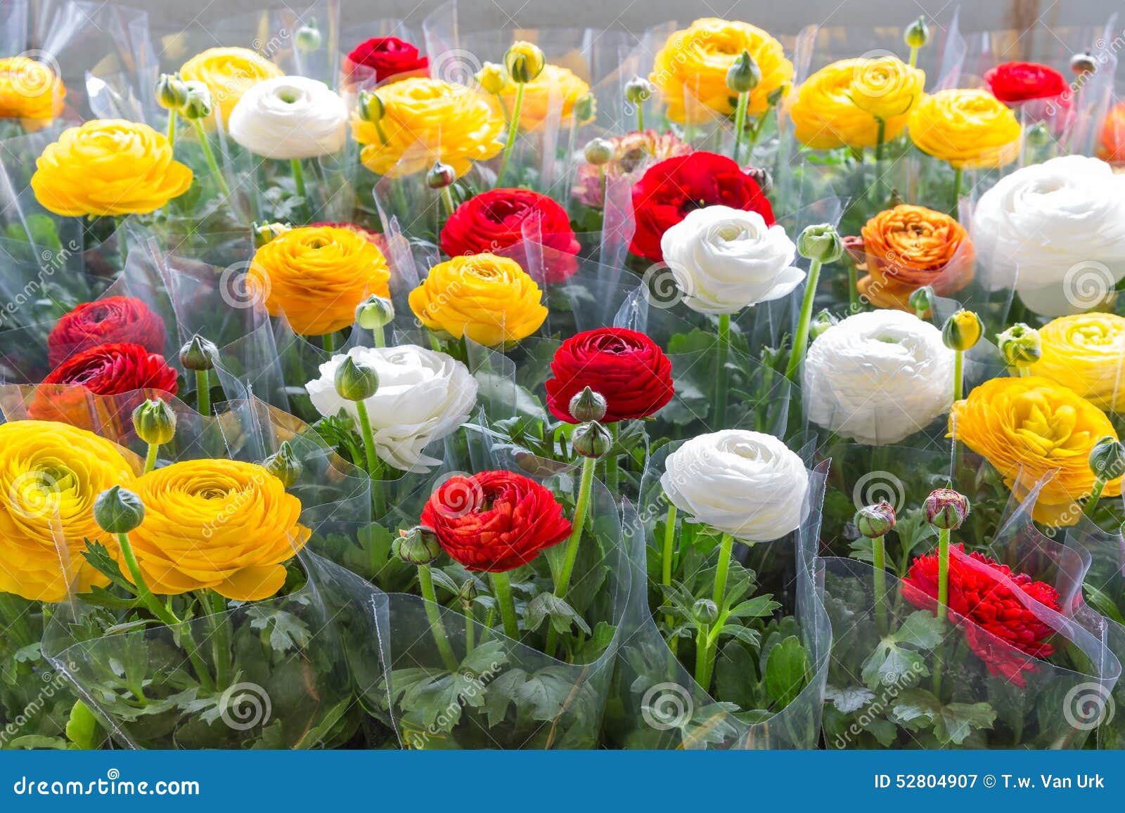 Serre Chaude Avec Les Renoncules Colorées De Fleur Enveloppées Dans  L'aluminium En Plastique Image stock - Image du fleurs, isolement: 52804907