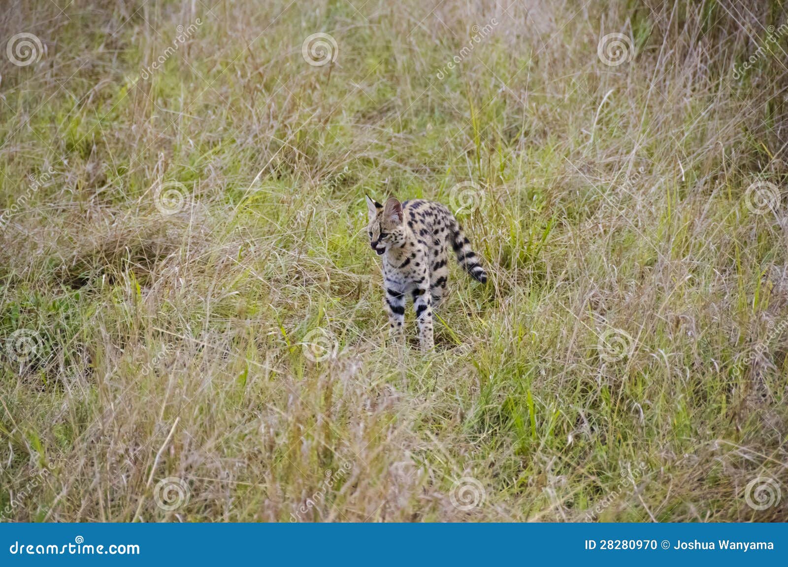Serval stock photo. Image of maasai, masai, grass, ears 28280970