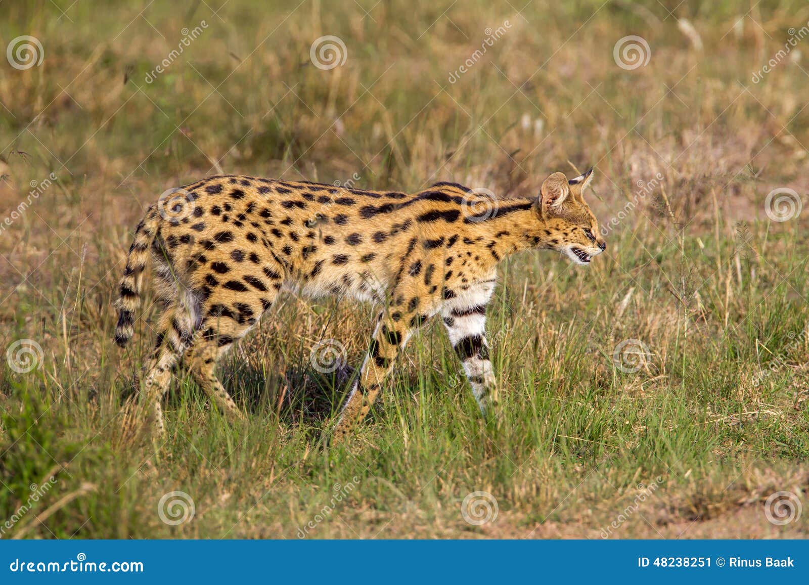 adult serval