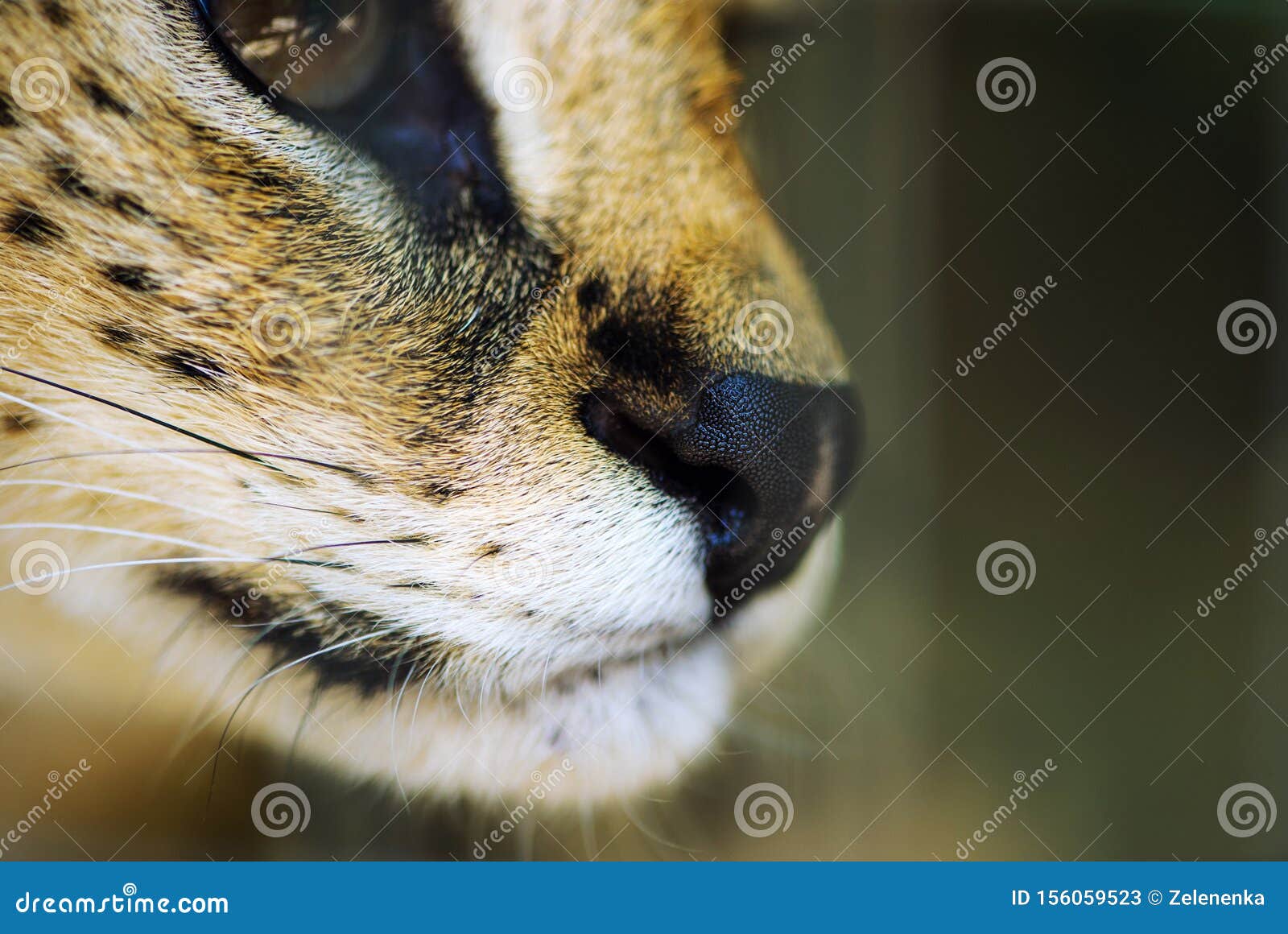 serval ca, focus on the nose