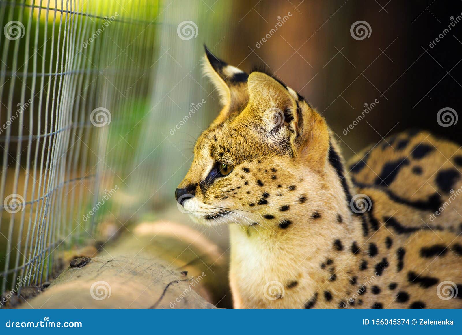 Serval cat stock photo. Image of felis, eyes, grass 156045374