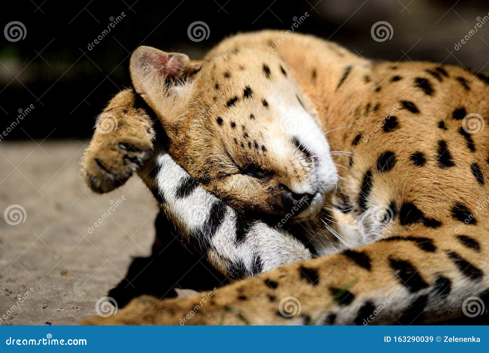 Serval cat stock image. Image of beautiful, closeup - 163290039