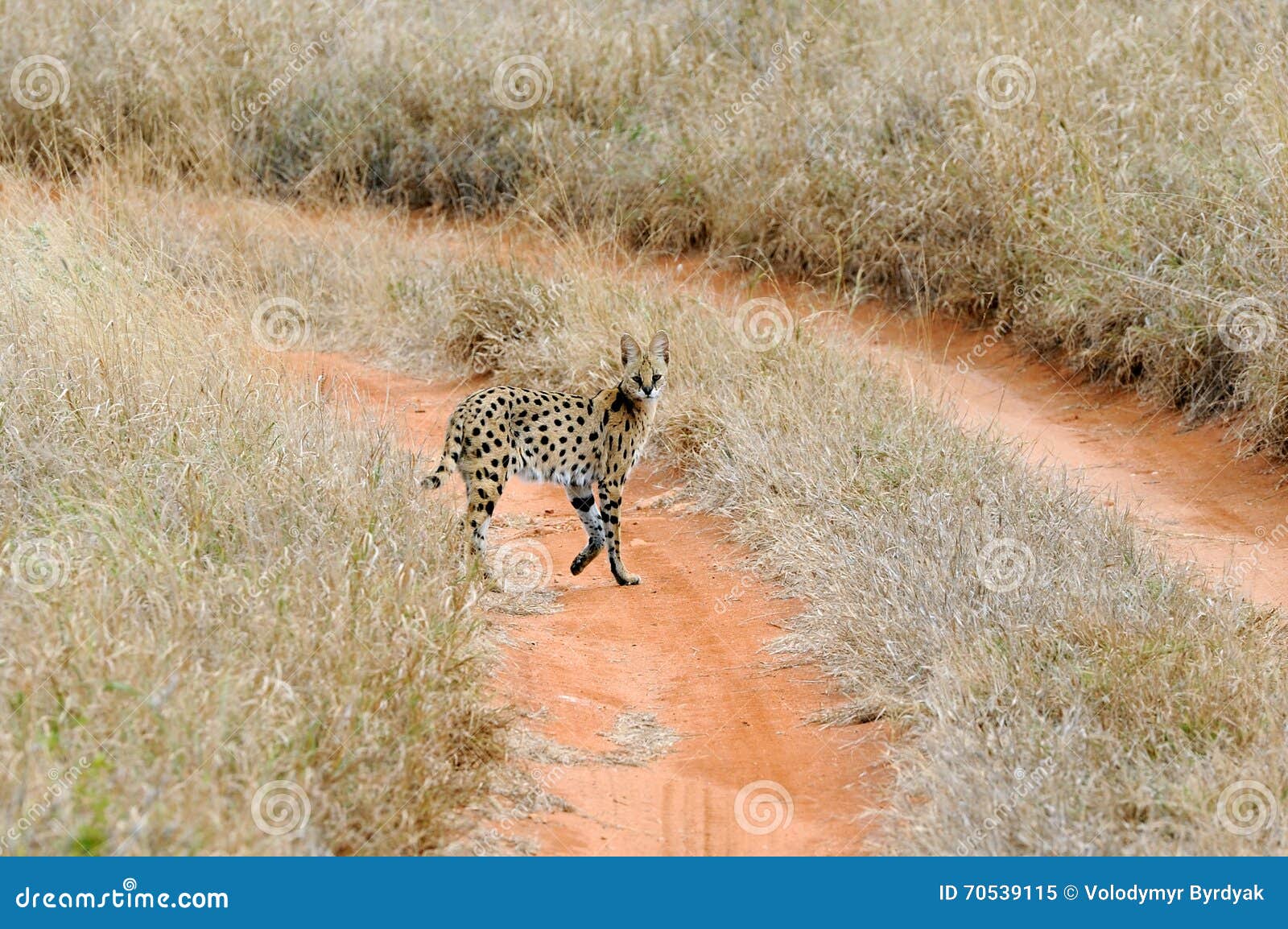 serval cat (felis serval)