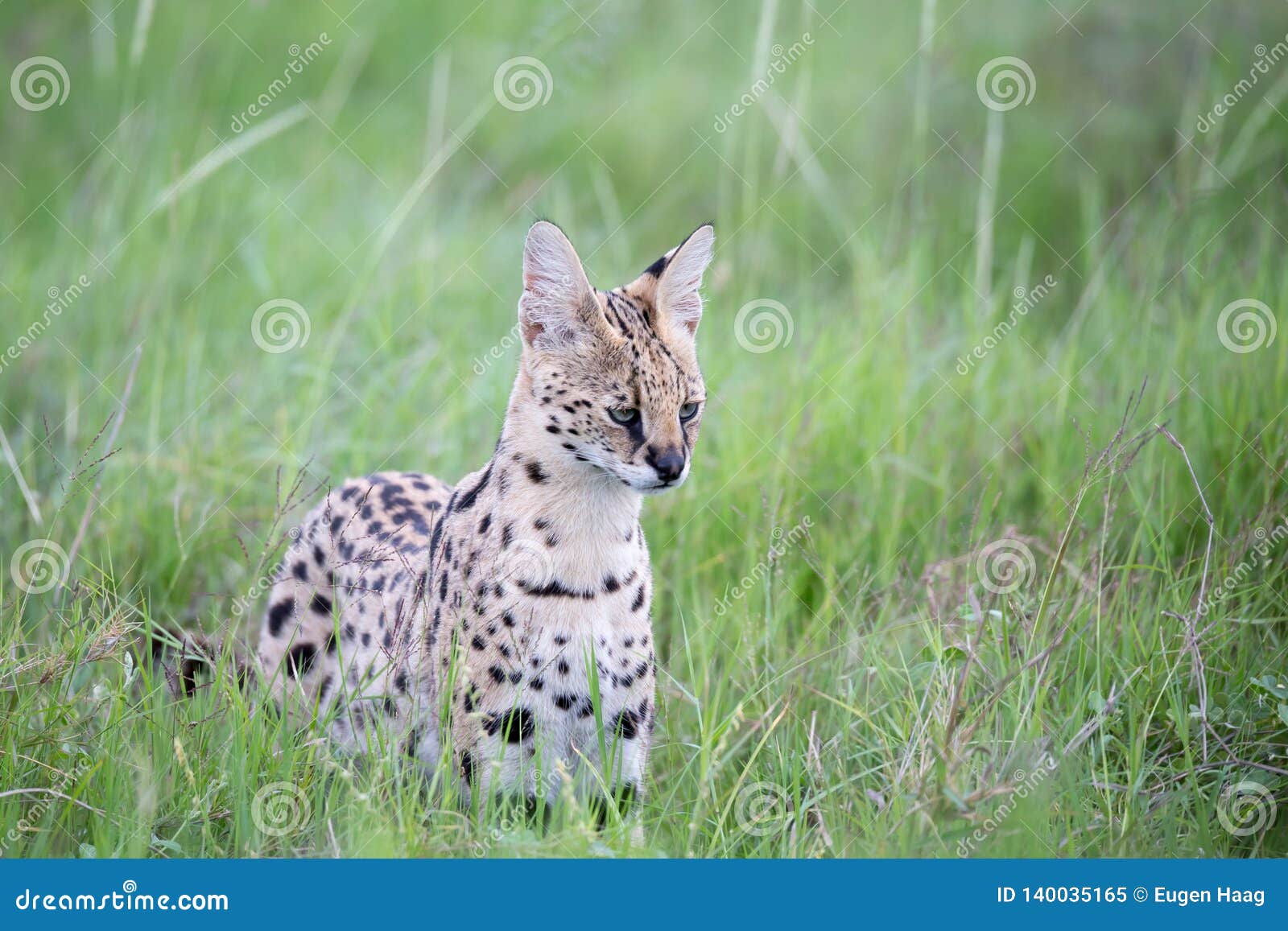 Serval Cat in the Grassland of the Savannah in Kenya Stock Image Image of nature, grassland