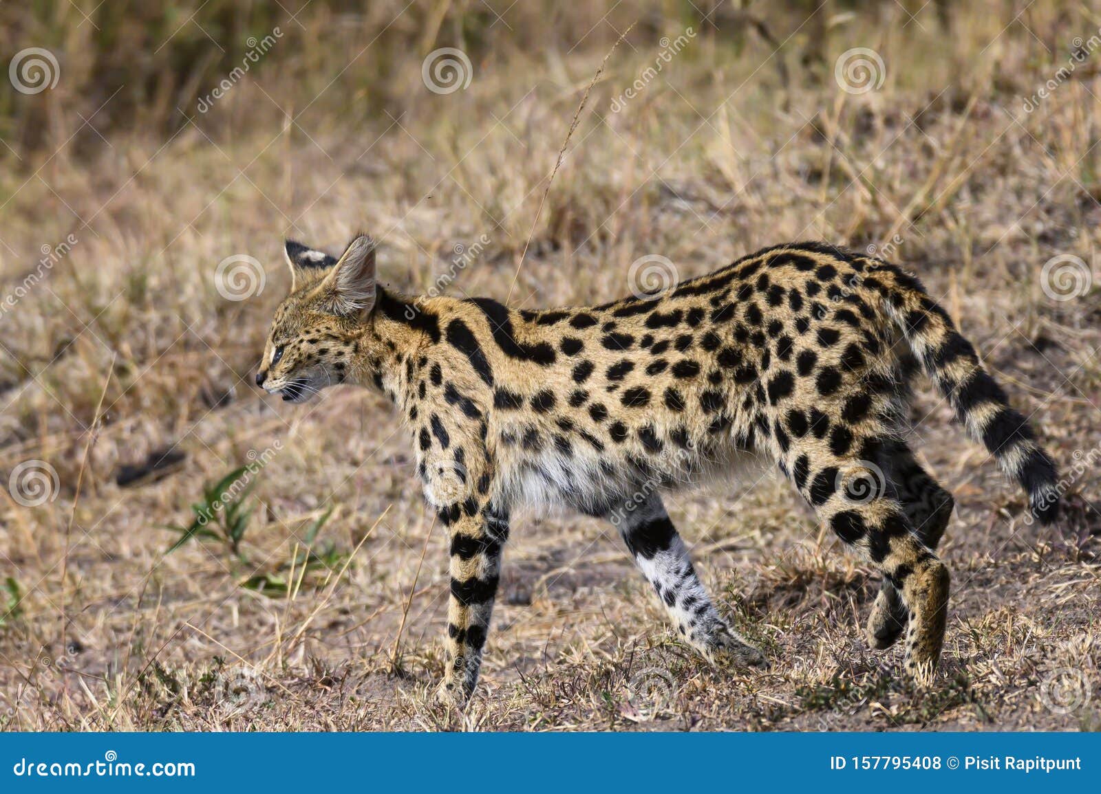 Serval Cat in Masai Mara ,Kenya. Stock Photo Image of africa, travel 157795408