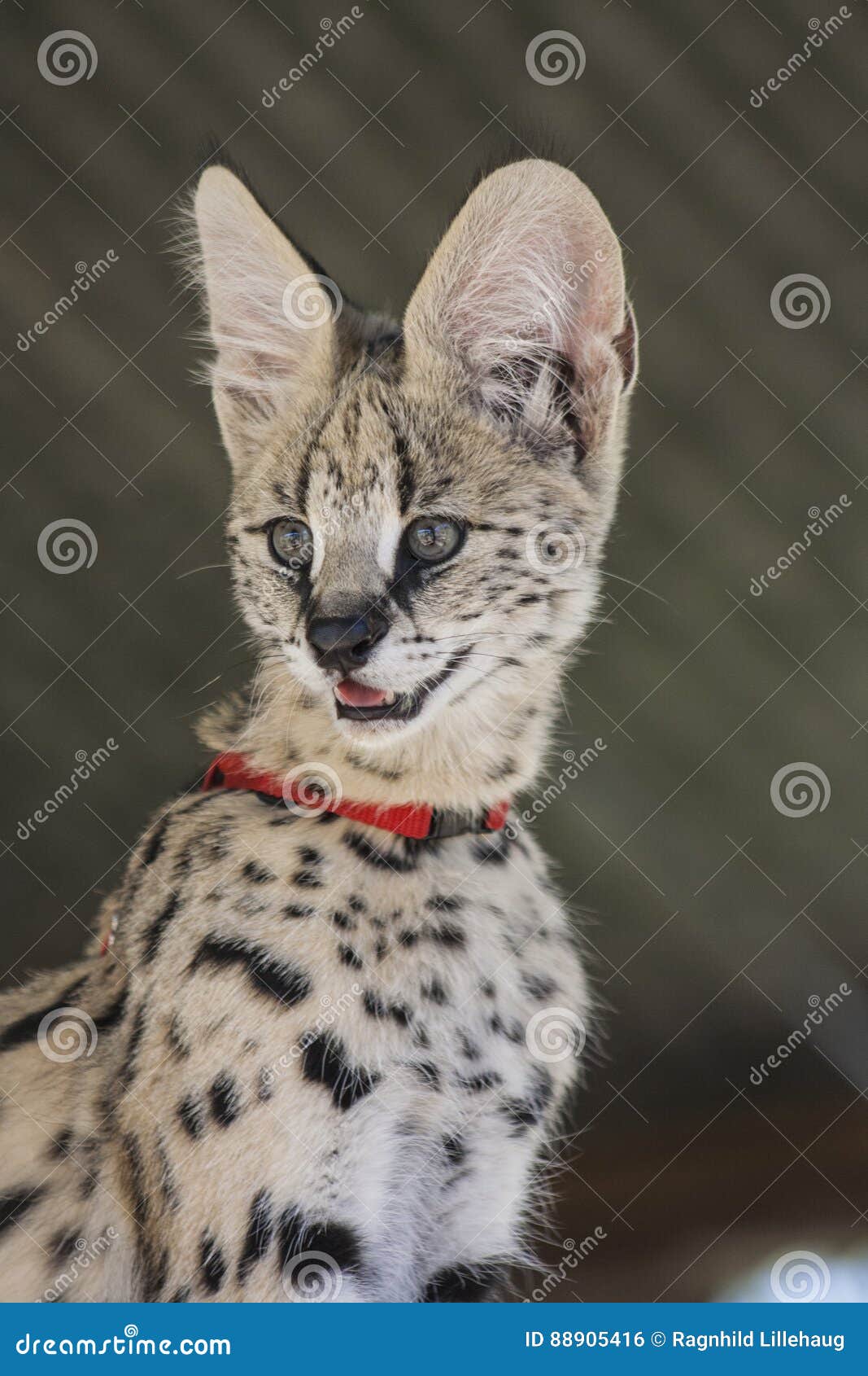 Serval cat stock photo. Image of pretty, animallovers 88905416