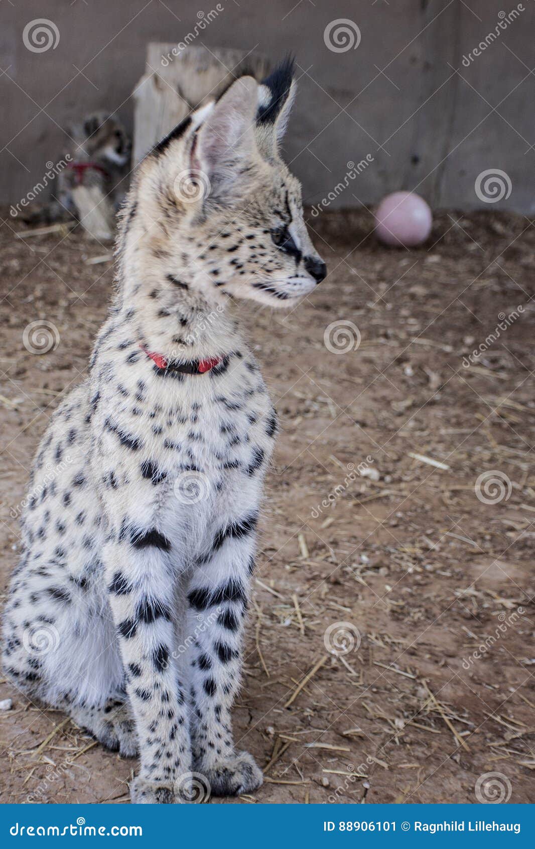 Serval cat stock image. Image of pretty, southafrica 88906101