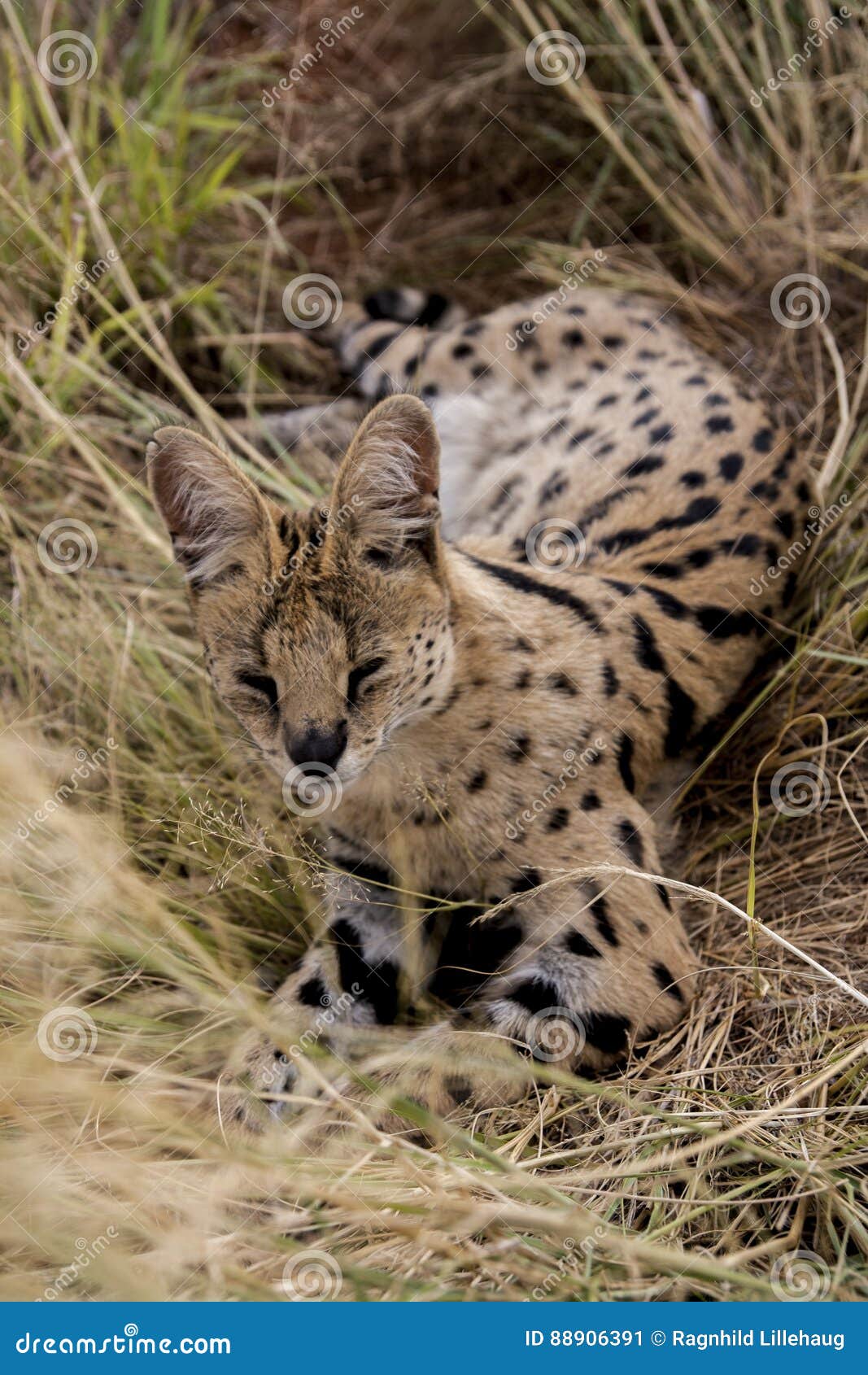 Serval cat stock image. Image of colors, serval, nopeople 88906391