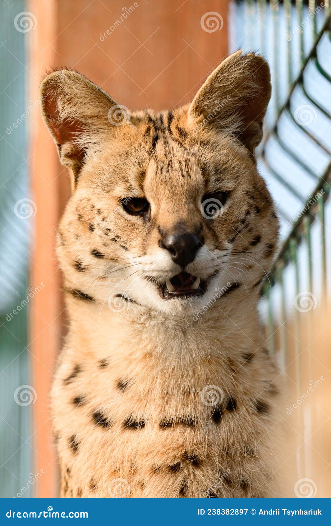 Serval Cat In The Ukrainian Zoo A Rare Species Of Cat Stock Image serval-cat-in-the-ukrainian-zoo-a-rare-species-of-cat-stock-image