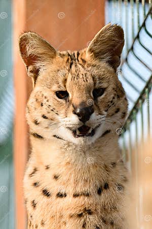 Serval Cat In The Ukrainian Zoo A Rare Species Of Cat Stock Image 