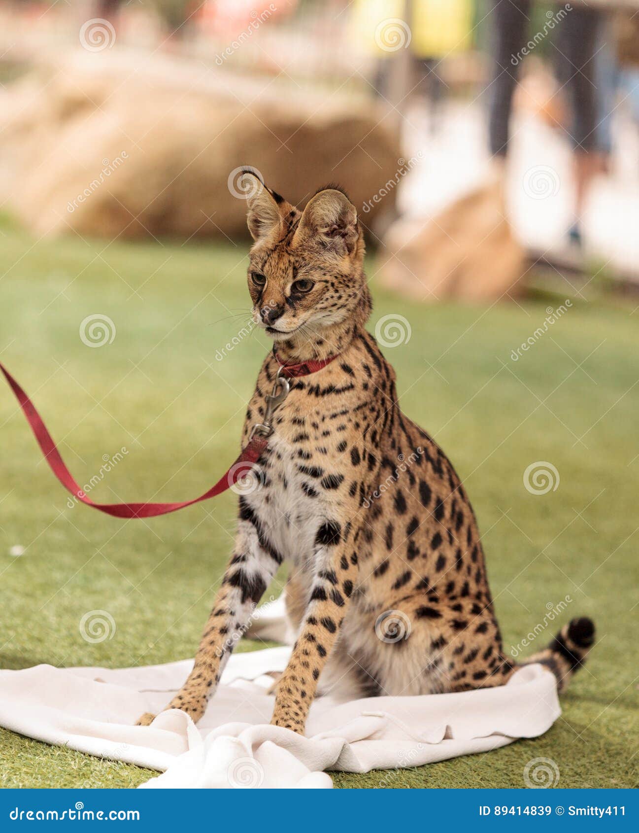 Serval Espiegle De Leptailurus De Chat De Serval Image Stock Image Du Animal Mammifere 4149 Serval Espiegle De Leptailurus De Chat De Serval Image Stock Image Du Animal Mammifere 4149