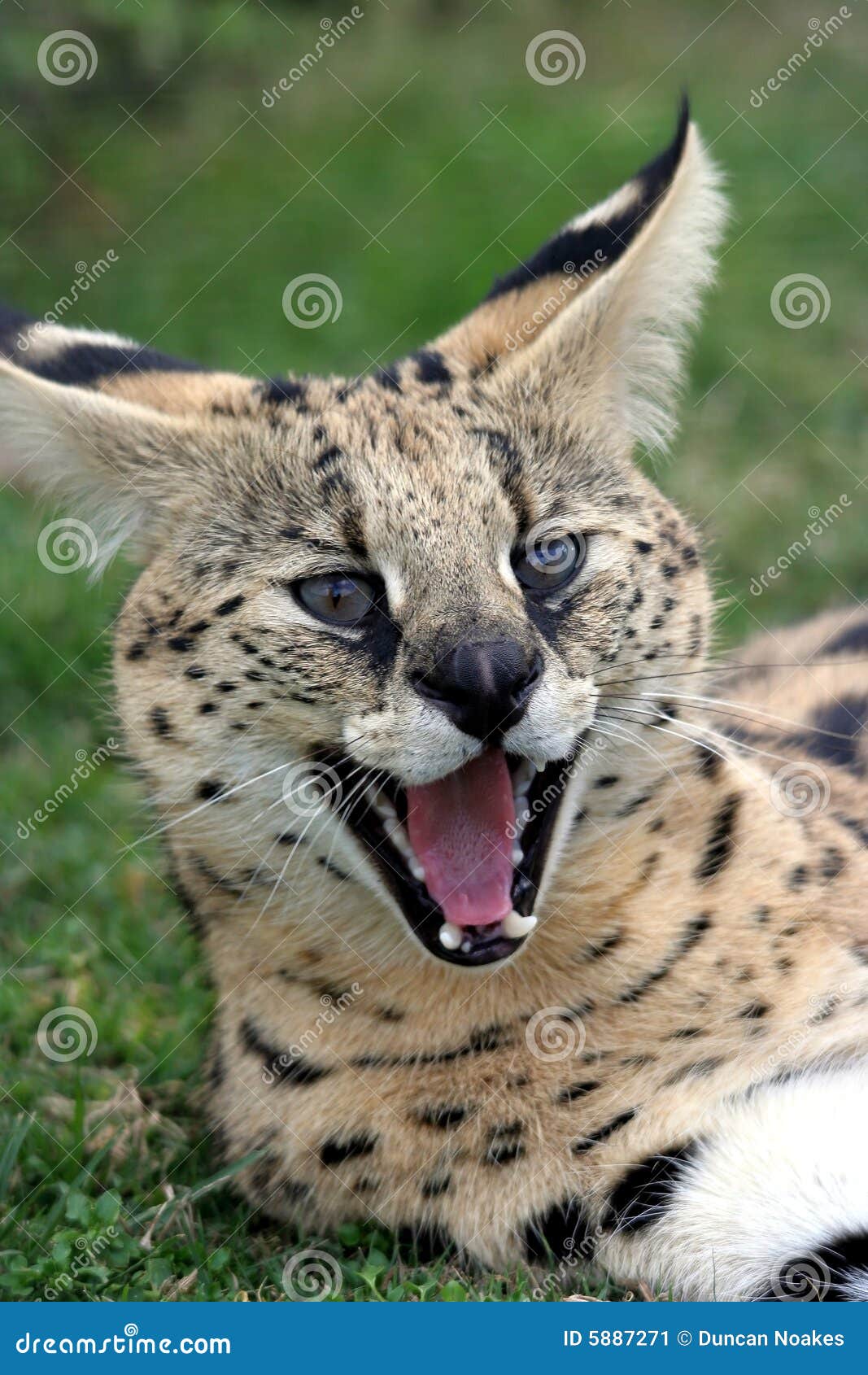 Serval Katze Kaufen