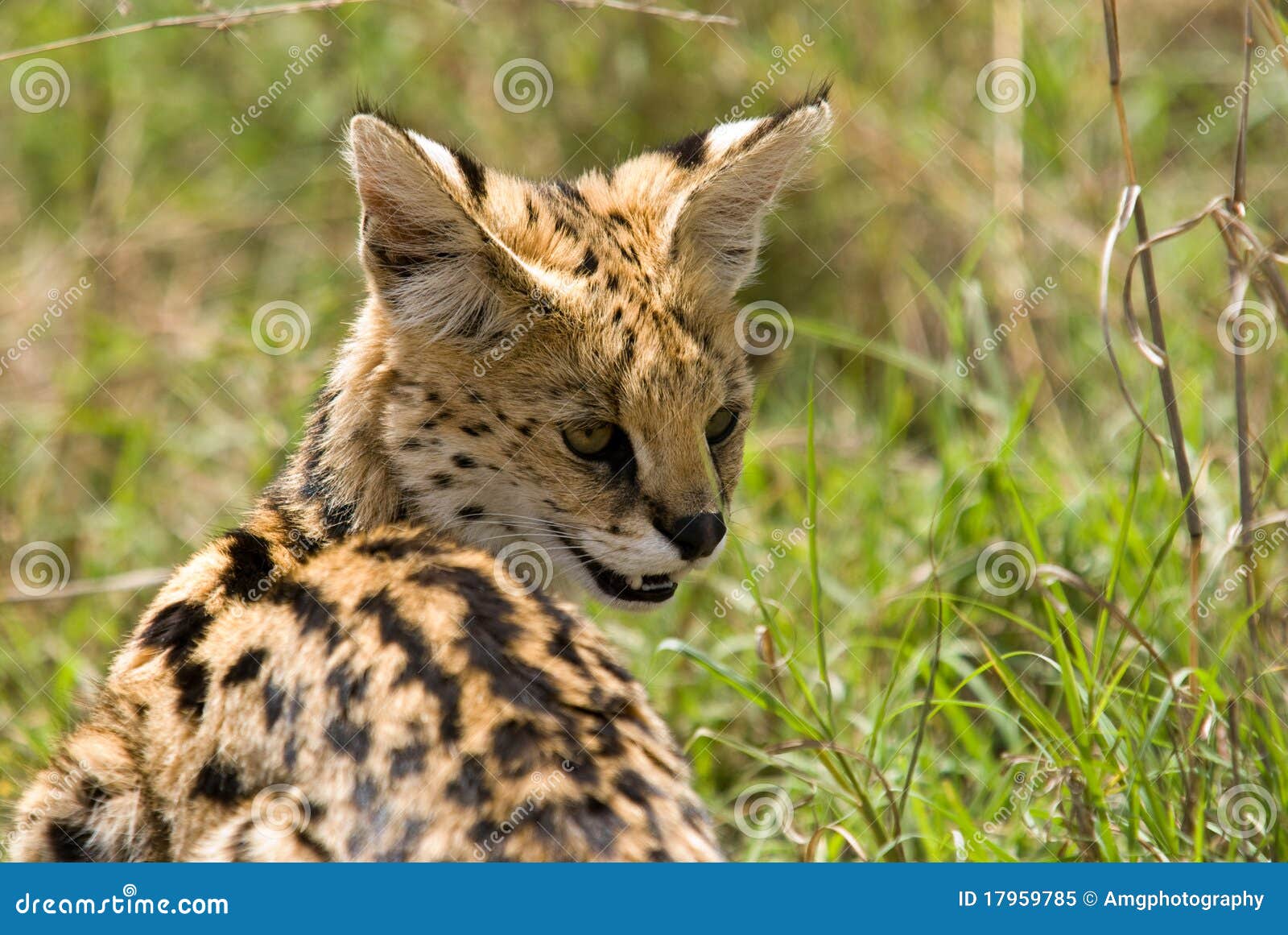 serval in serengeti park tanzania