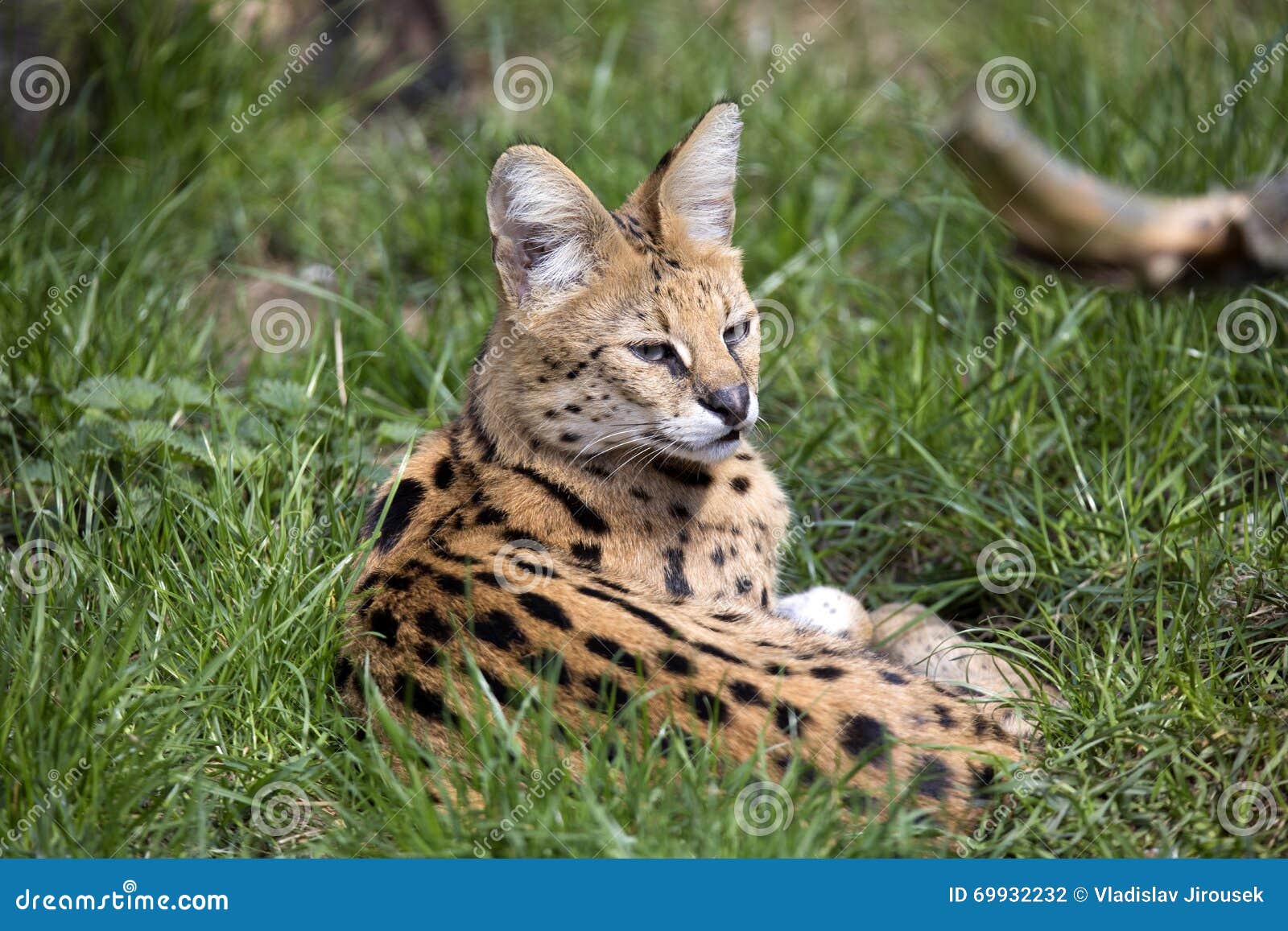 Serval, Serval De Leptailurus Que Miente En La Hierba Foto de archivo