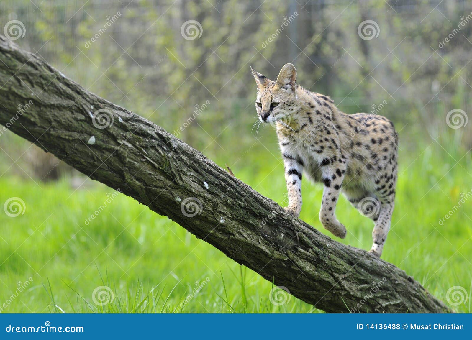 serval on trunk tree