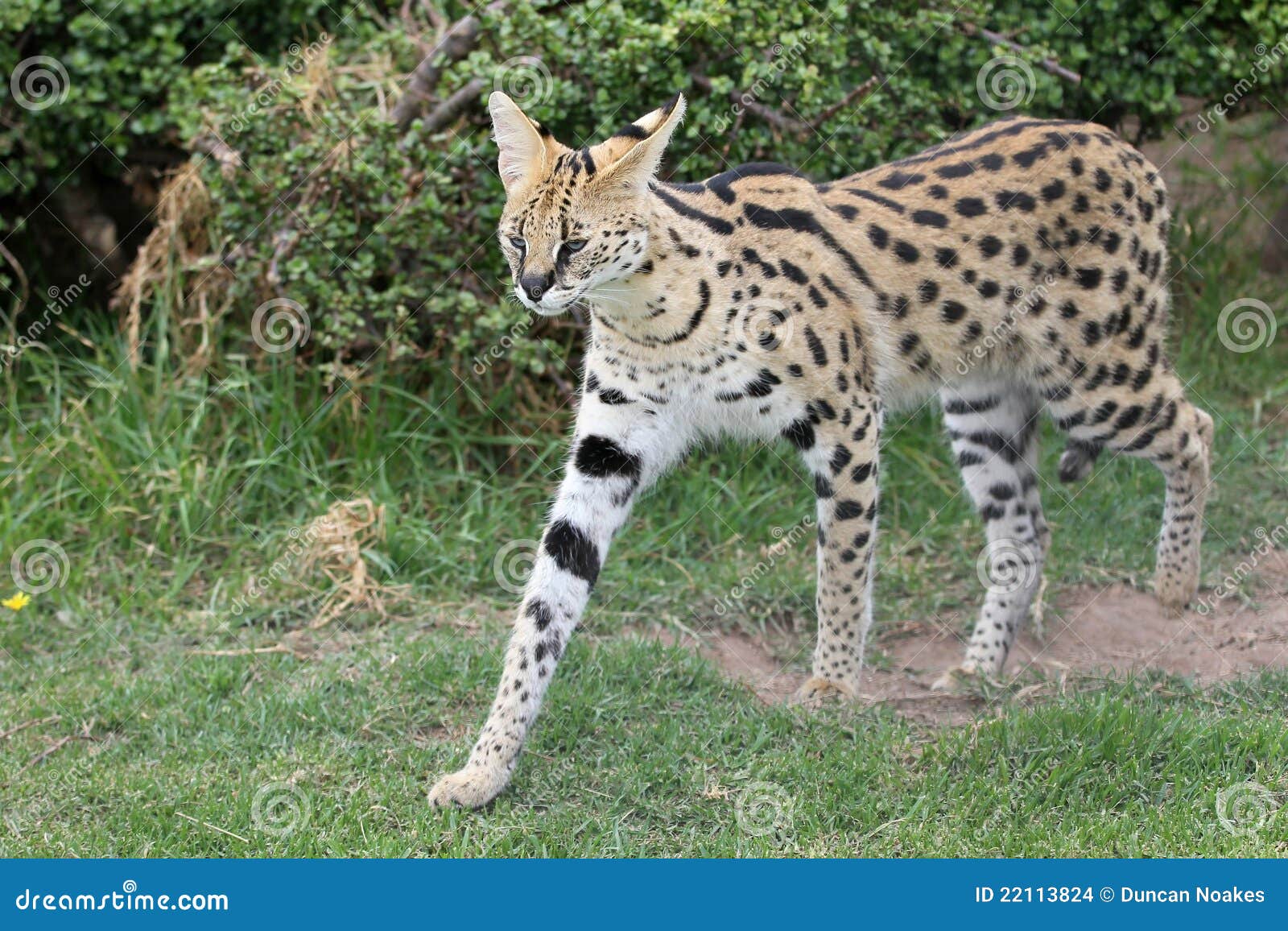 serval wild cat
