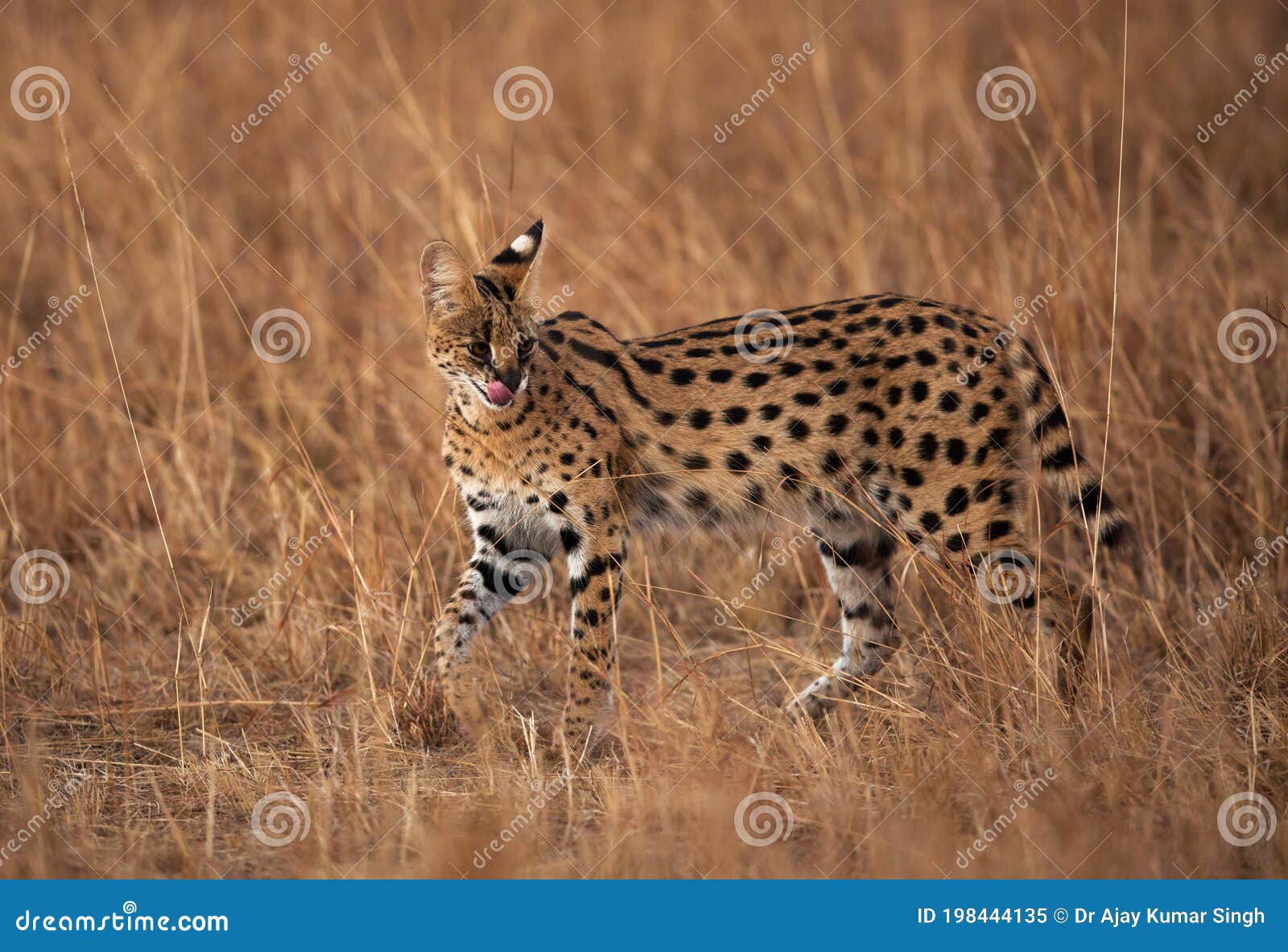 Download Serval Wild Cat, Masai Mara Stock Image - Image of animal, species: 198444135