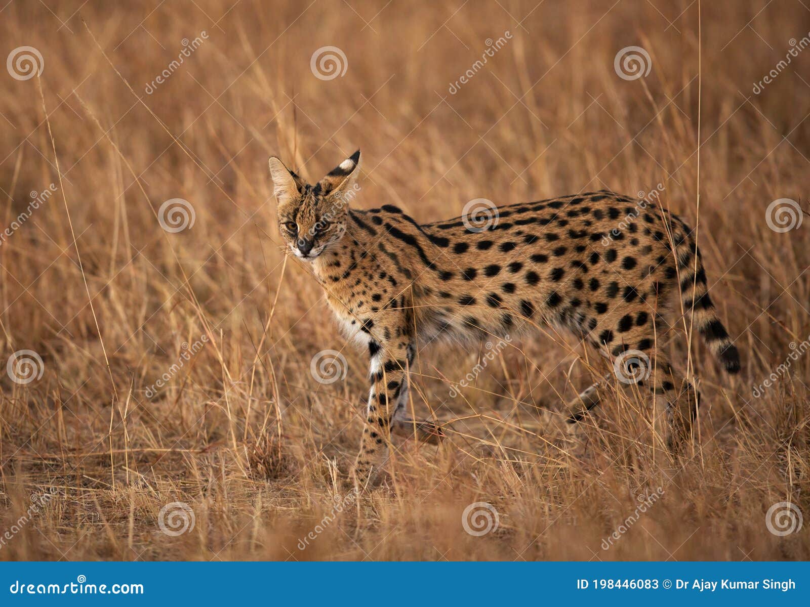serval wild cat, masai mara