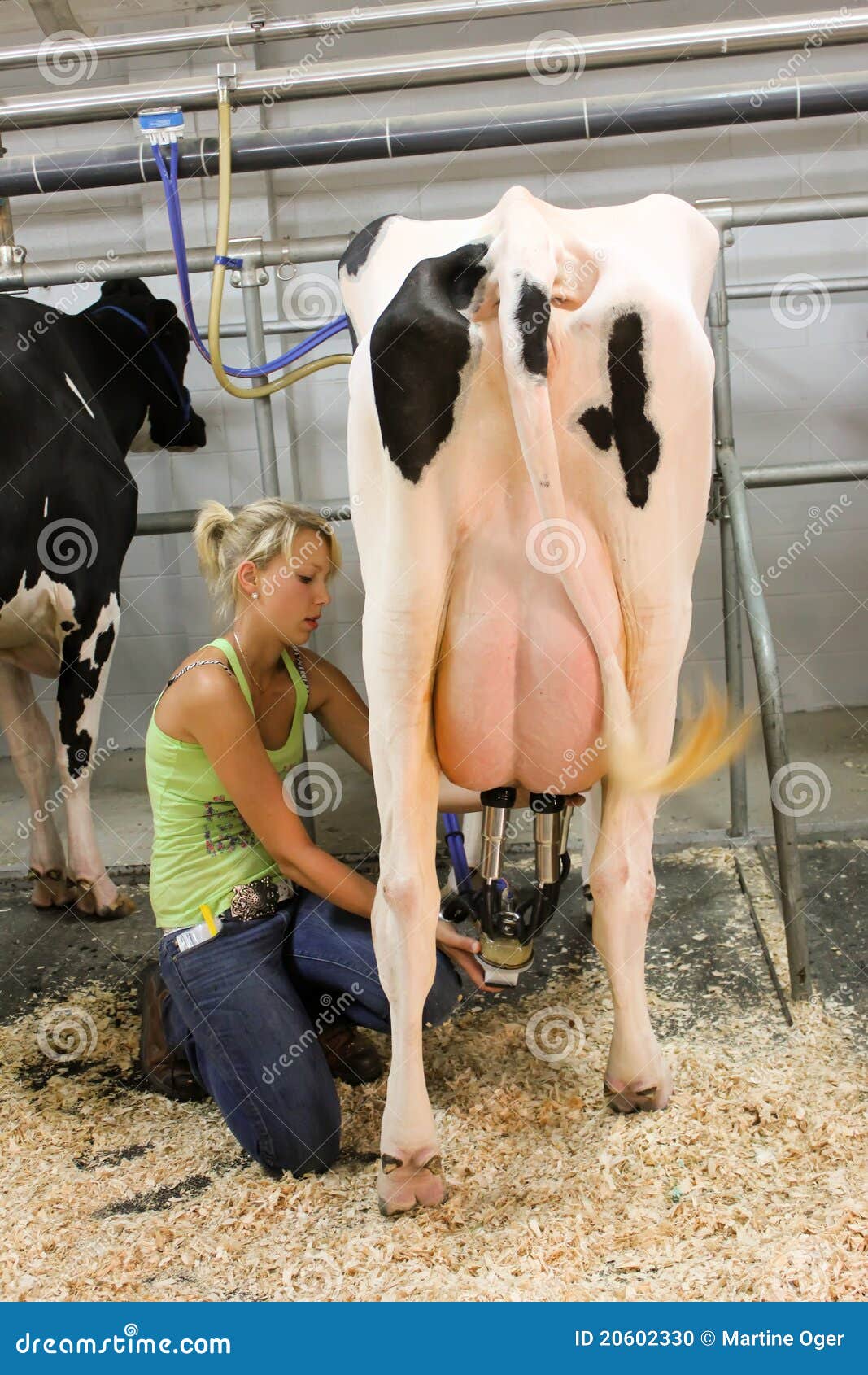 порно дойка коровы фото 106