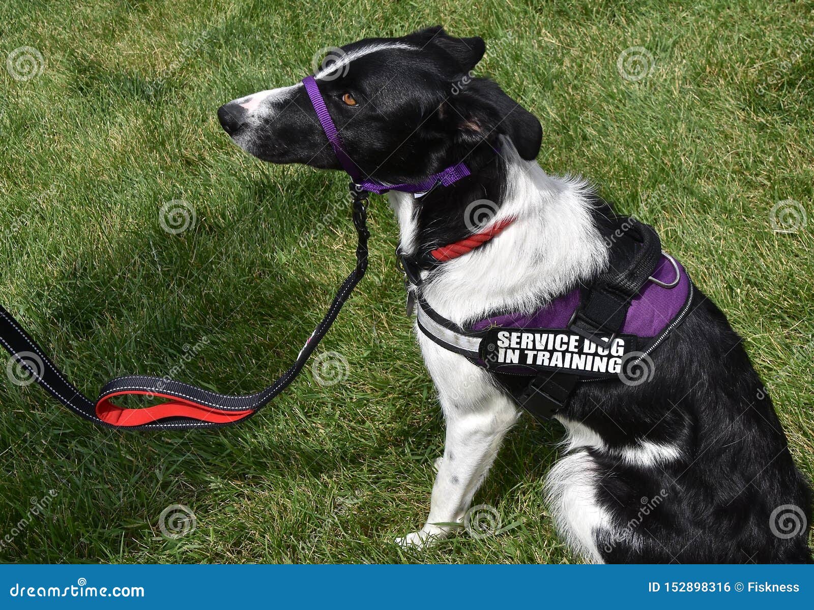 Service dog in training stock photo. Image of service 152898316