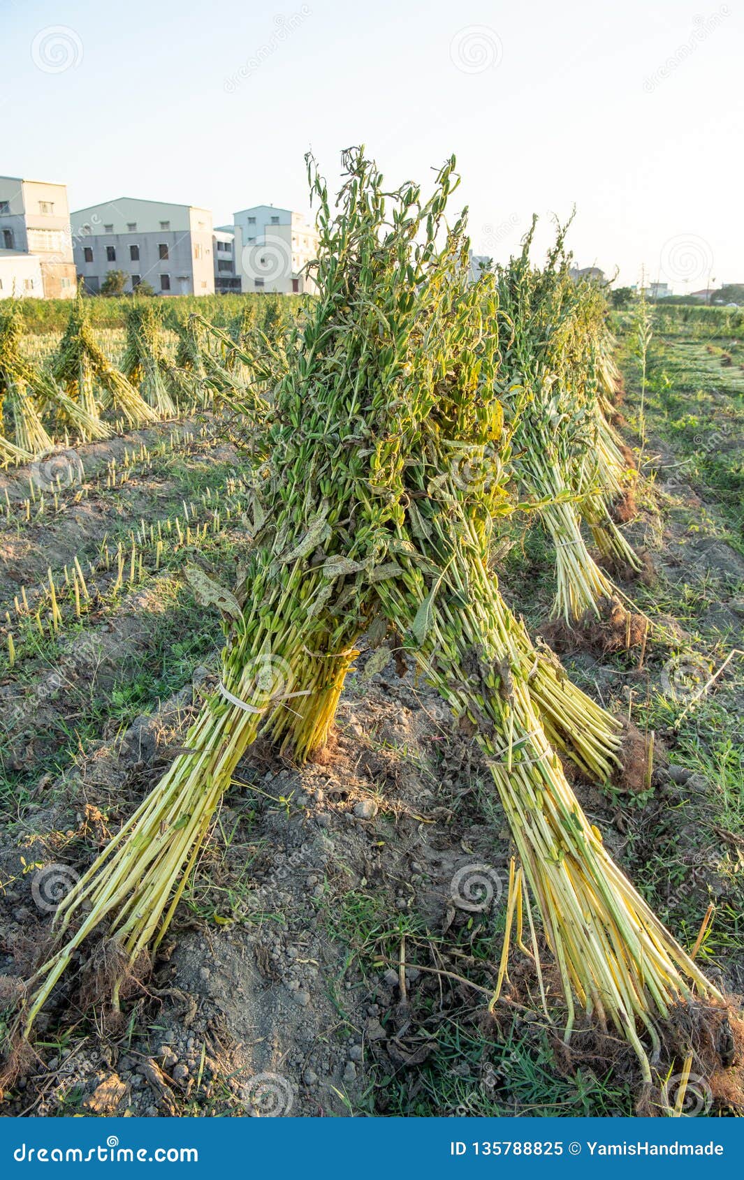 Sesame Field With Sesame Pods And Seeds In Xigang Tainan Taiwan Close Up Macro Bokeh Stock Image Image Of Food Field 135788825