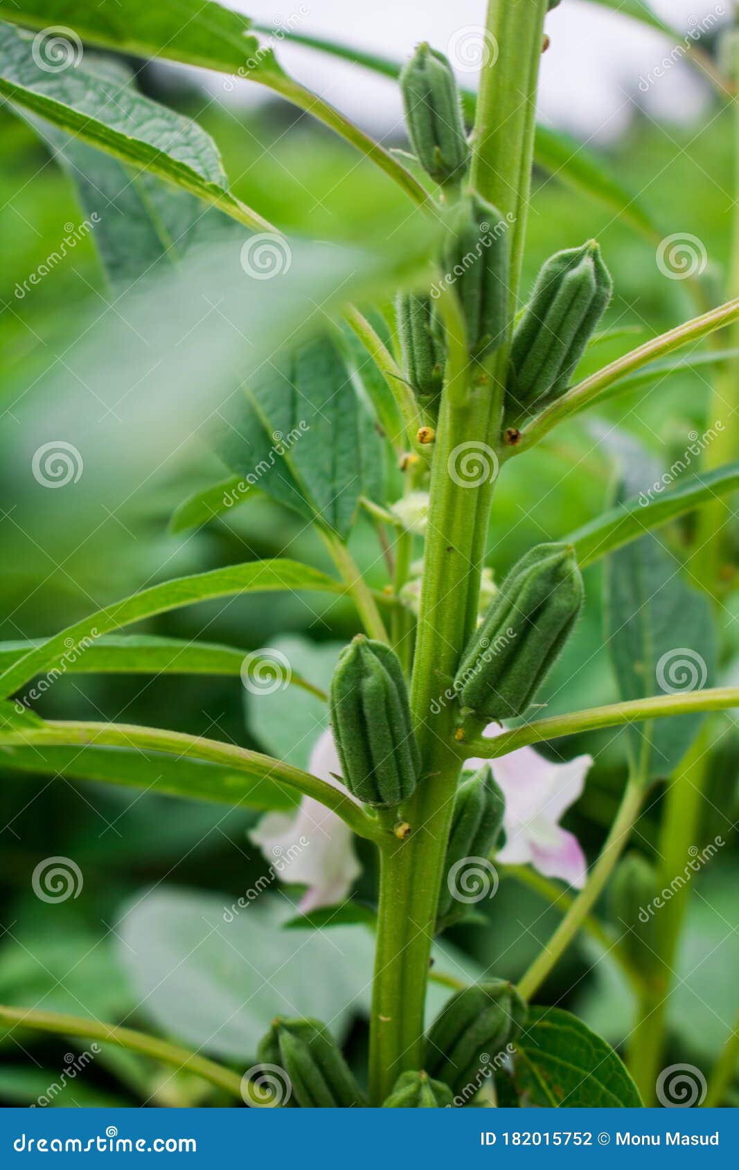 Sesame Seed Flower on Tree in the Field Stock Photo Image of crop