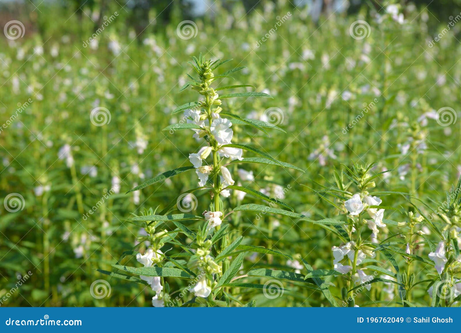 Sesame Seed Flower on Tree in the Field. Stock Image Image of