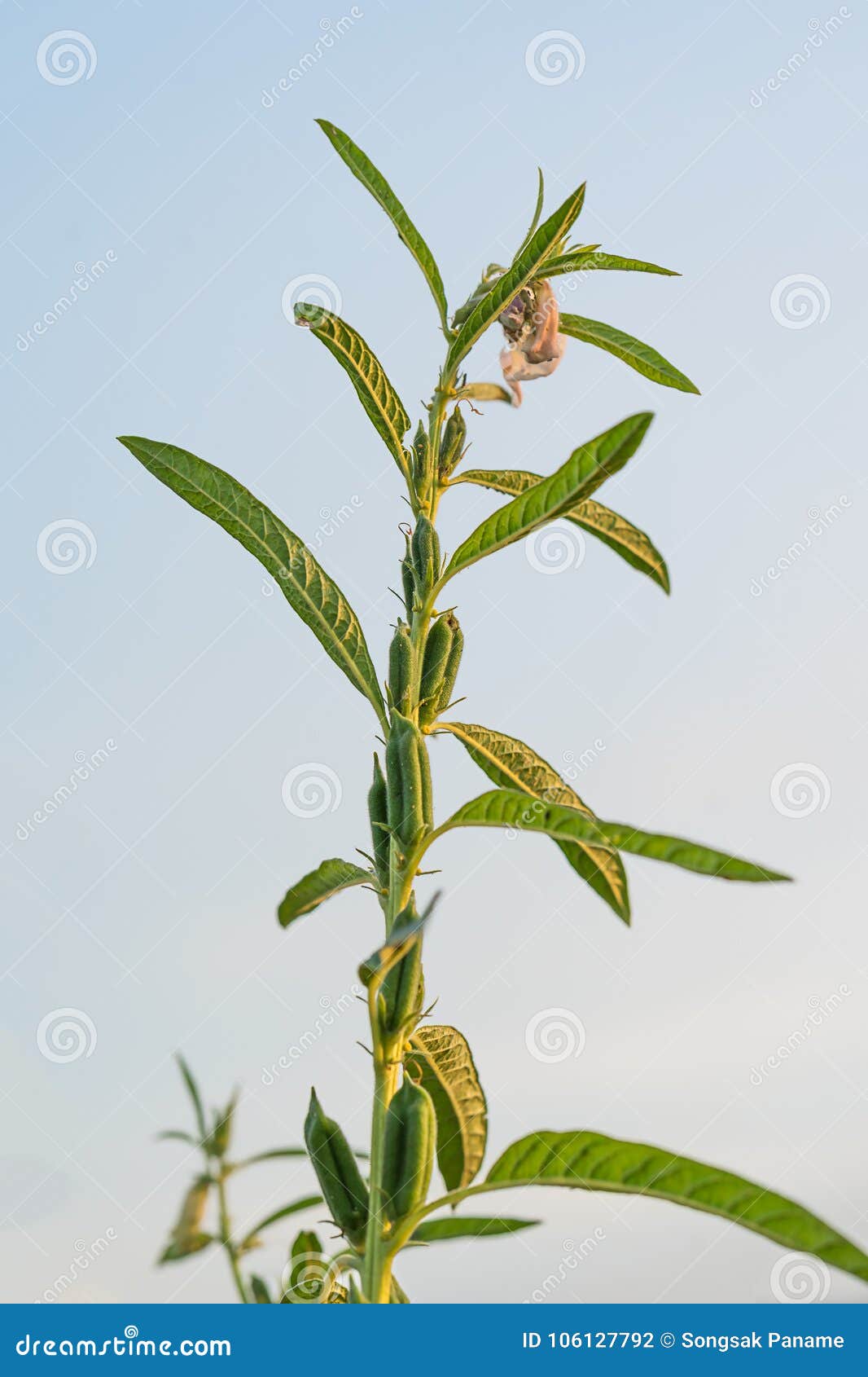 Sesame on tree in plant stock photo. Image of closeup 106127792