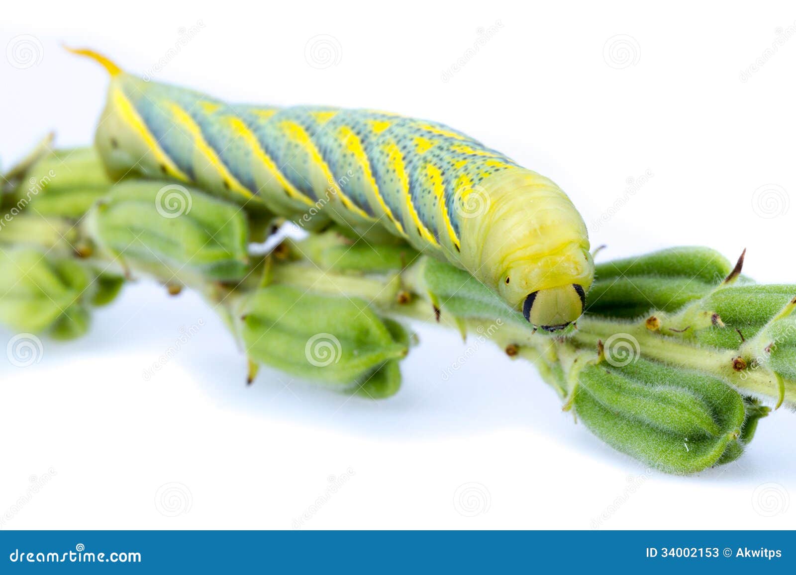 Sesame worm (Ceroprepes Sp.) Stock Image Image of eating, actias