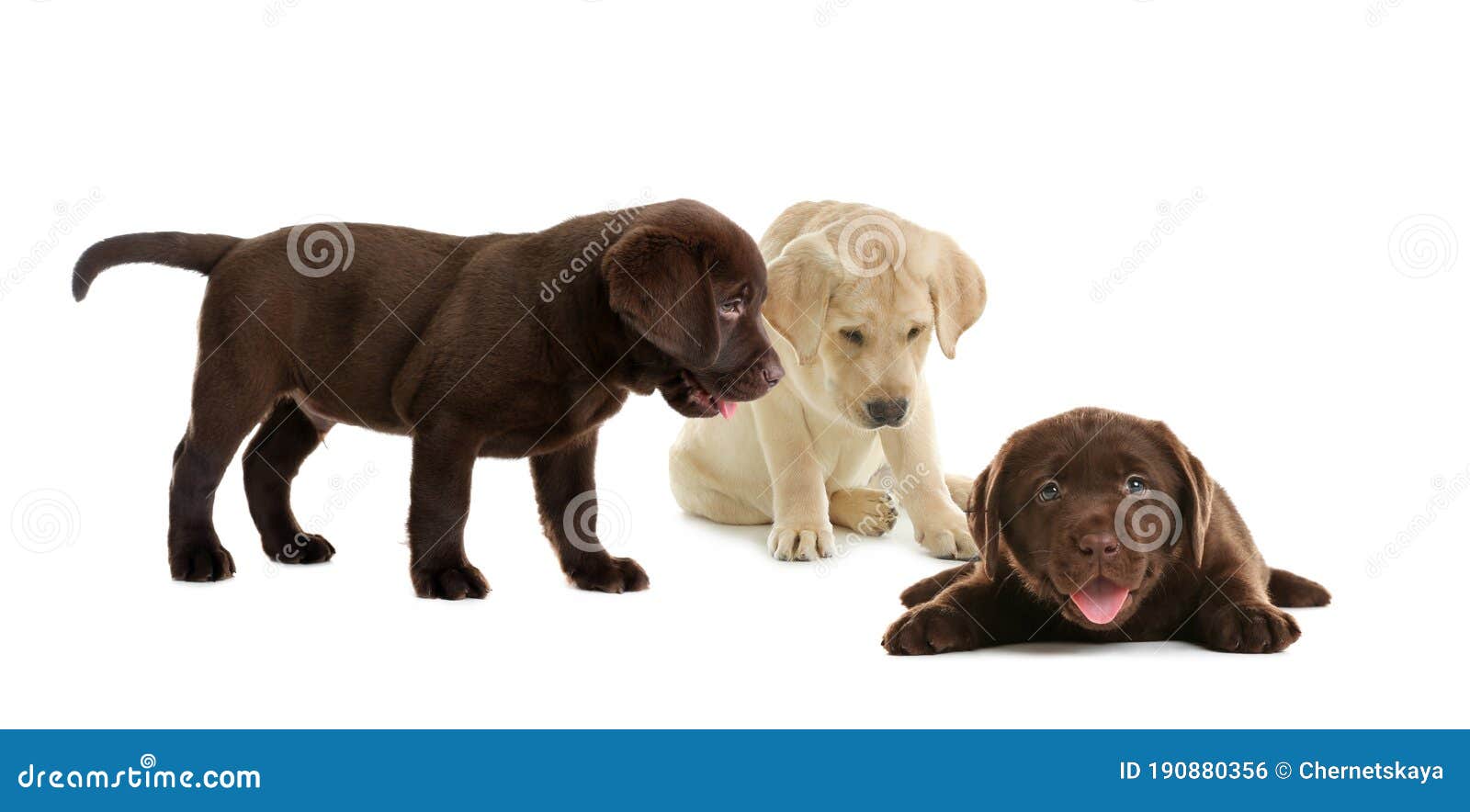 free labrador retriever puppies