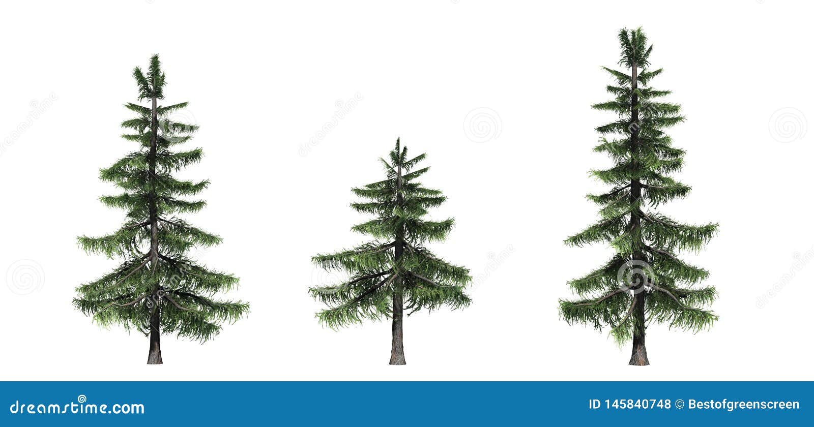 Alaska Cedar Tree RoyaltyFree Stock Photo 123036465