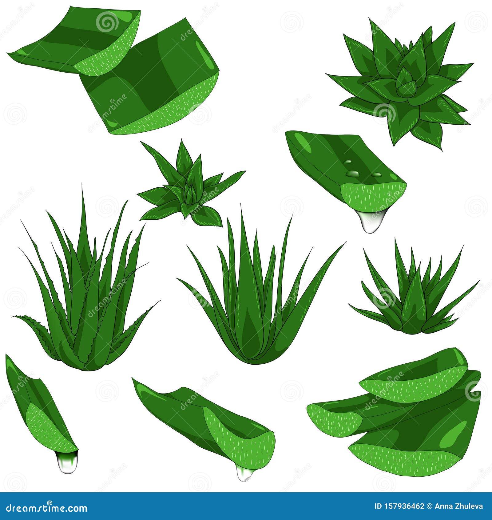 Set Of Aloe Vera With Cut Pieces Fresh Drops Of Water Isolated