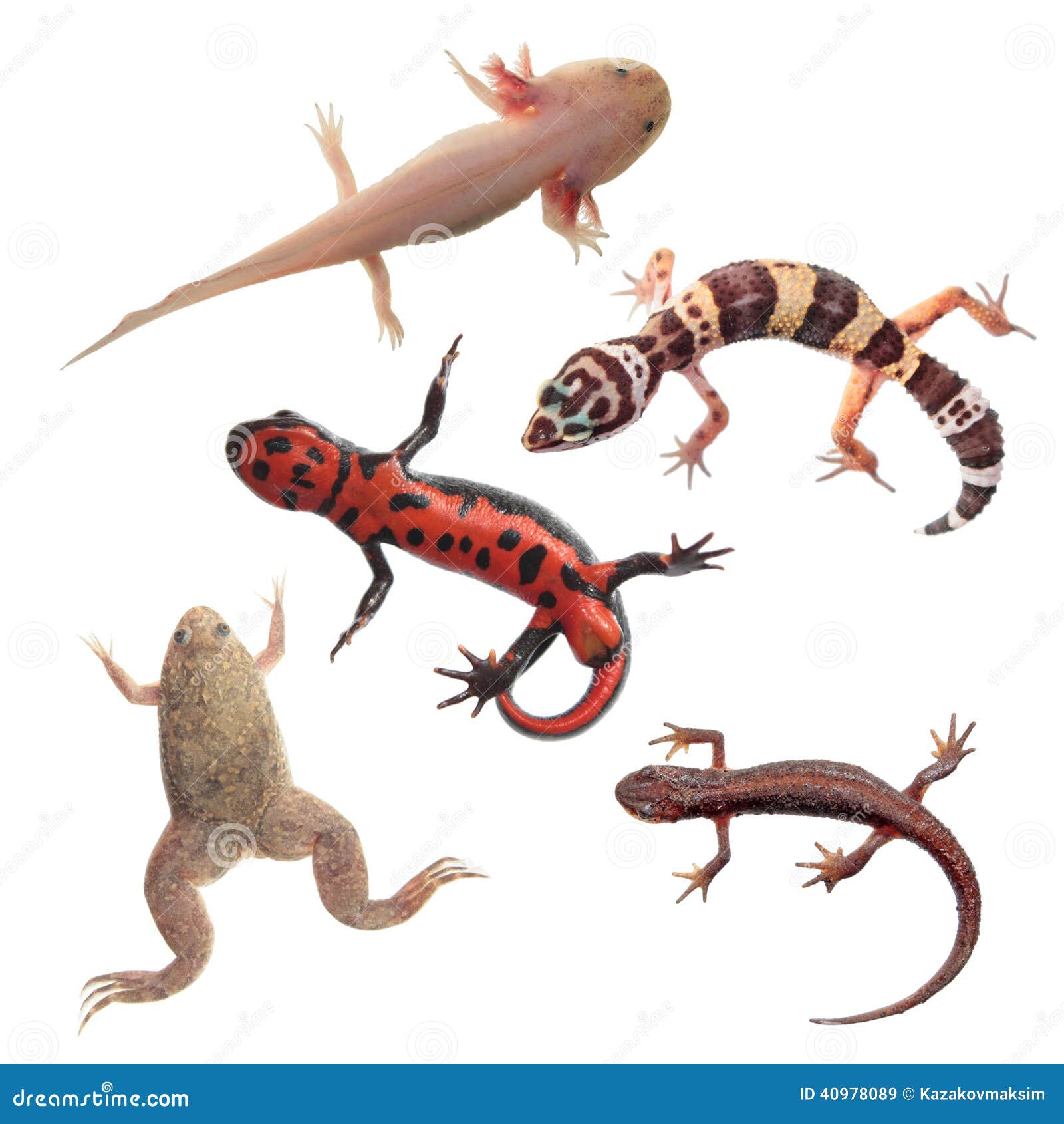 set of amphibians and reptiles  on white