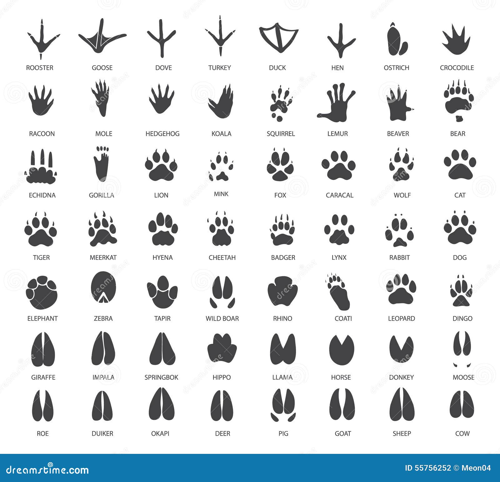 set of animal tracks