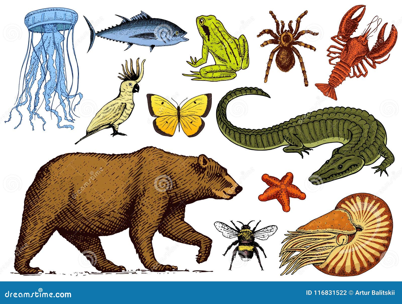 Set of Animals. Reptile Amphibian Mammal Insect Stock Vector - Illustration  of drawn, background: 116831522