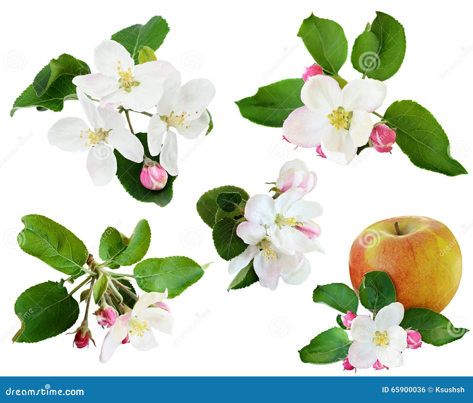 Set of apple flowers stock photo. Image of leaf, blossom 65900036