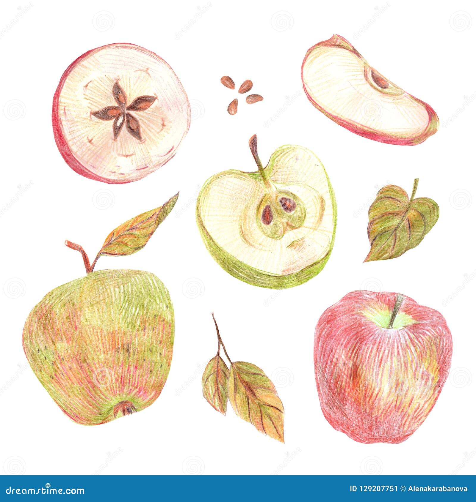 Яблоко в разрезе рисунок карандашом цветное