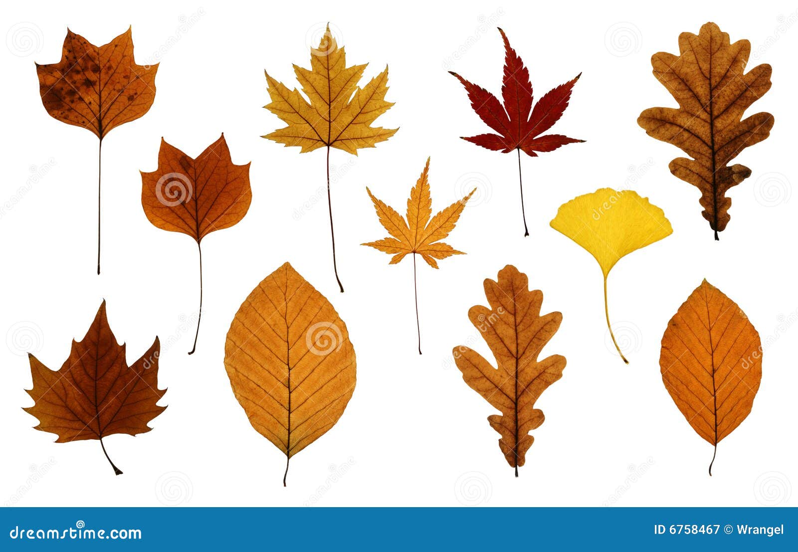 Set of Autumn Leaves Isolated on White Stock Image - Image of flora ...