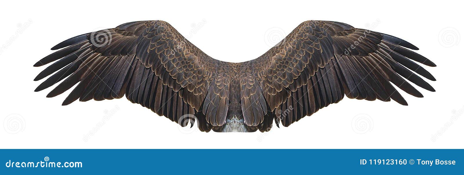 bald eagle wings  on white