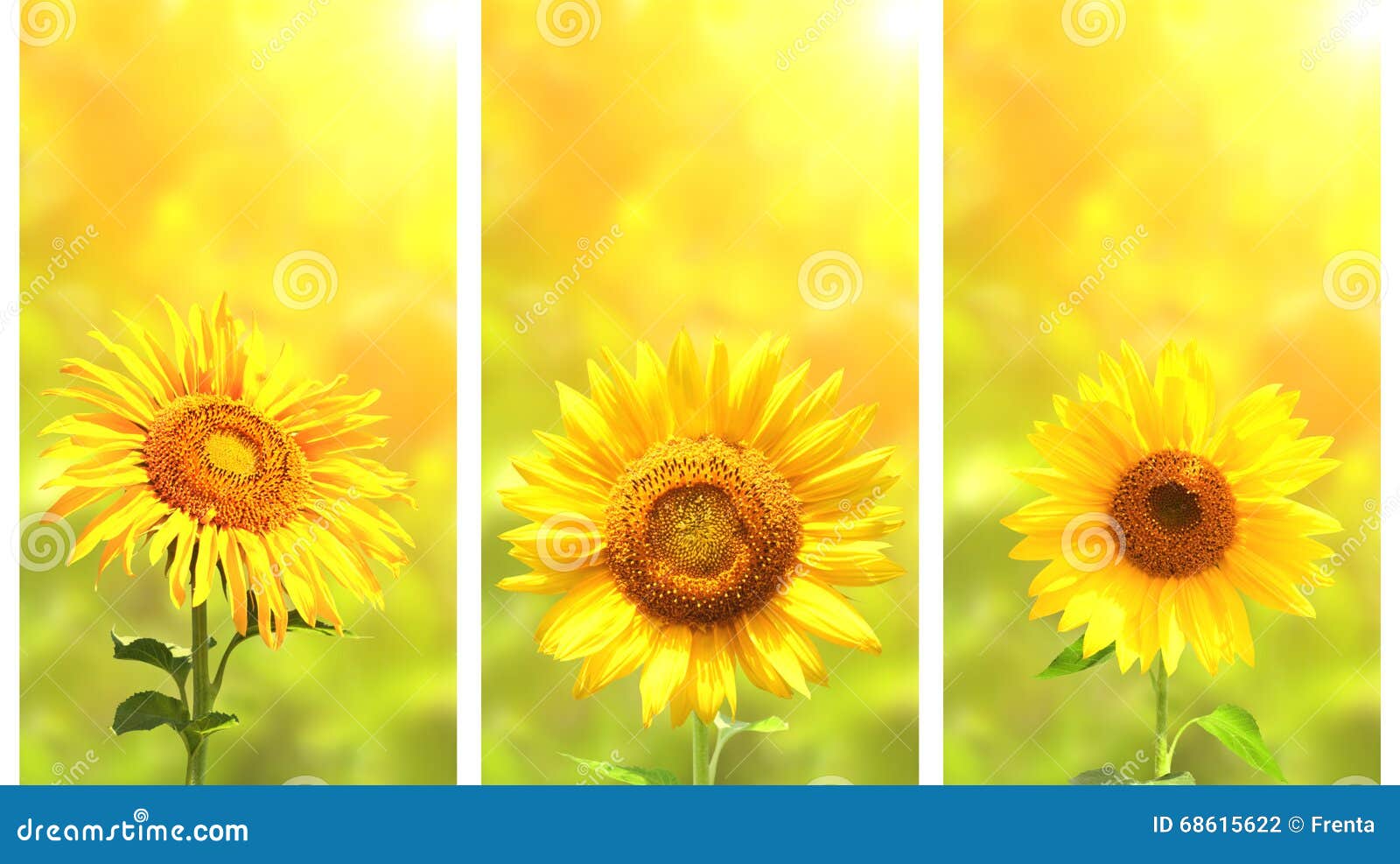 Set of Banners with Sunflower on Green Sunny Background Stock Photo