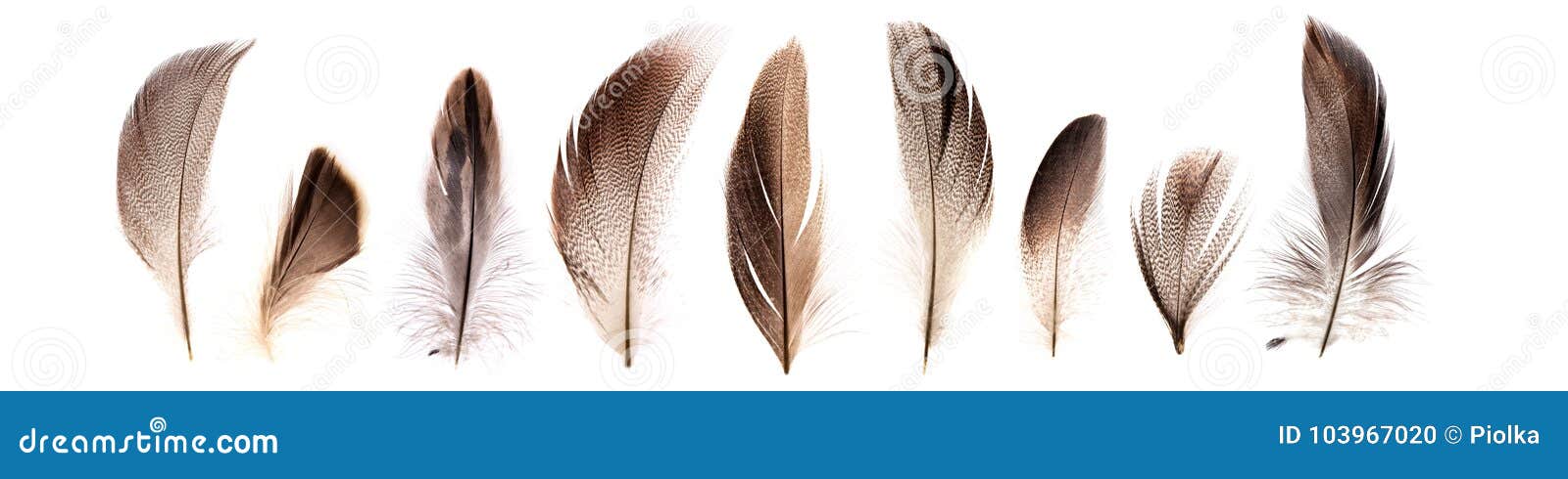 set of beautiful fragile pheasant bird feathers 